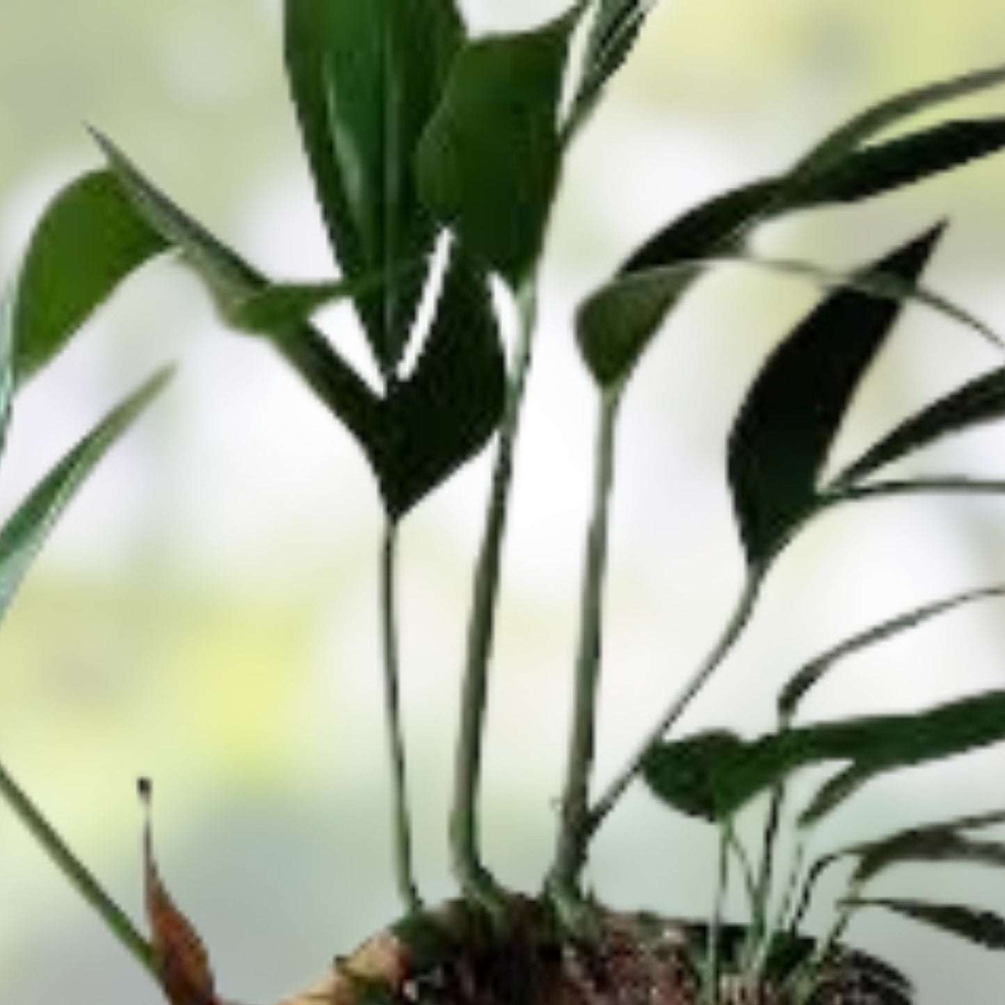Rhaphidophora decursiva Dragon Tail 4-inch Pot or 3 Cuttings - Exotic Green Indoor Houseplant