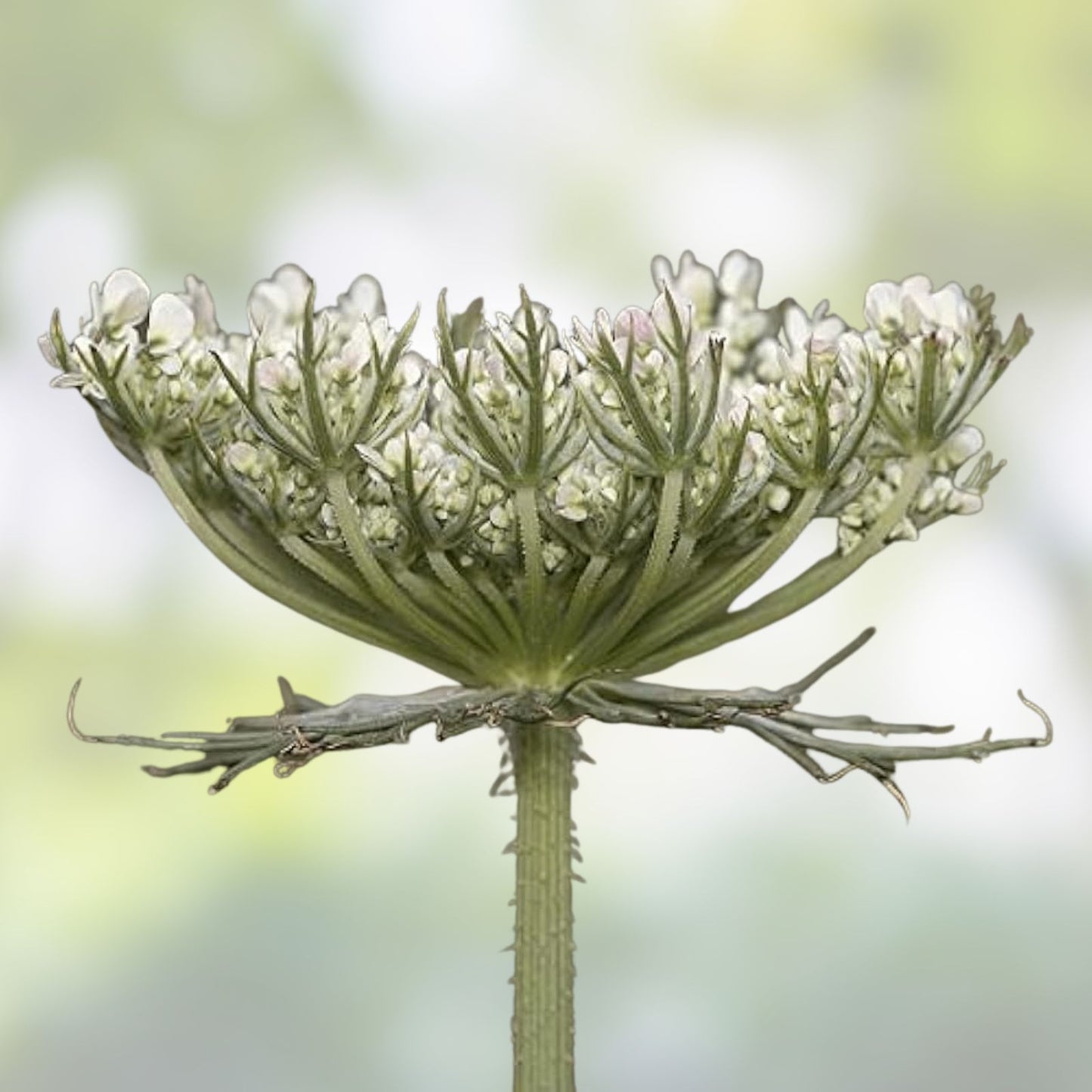 Queen Anne's Lace Seeds 250 Non-GMO Daucus carota Wildflower Seeds USA Made Ships from Iowa