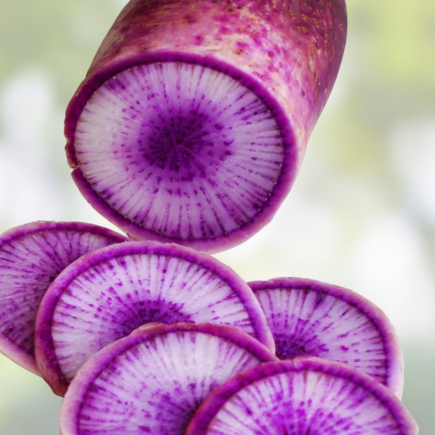 Purple Korean Radish Seeds - 100+ Rare Brassica rapa subsp. nipposinica Heirloom Garden Vegetable Seeds