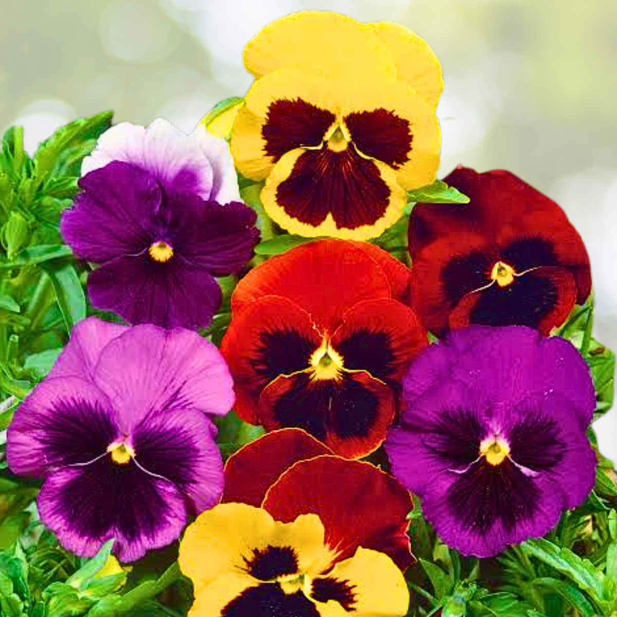 Pansy Seeds - 200 Count - Swiss Giants Mix - Cool Weather - Non-GMO - Viola tricolor