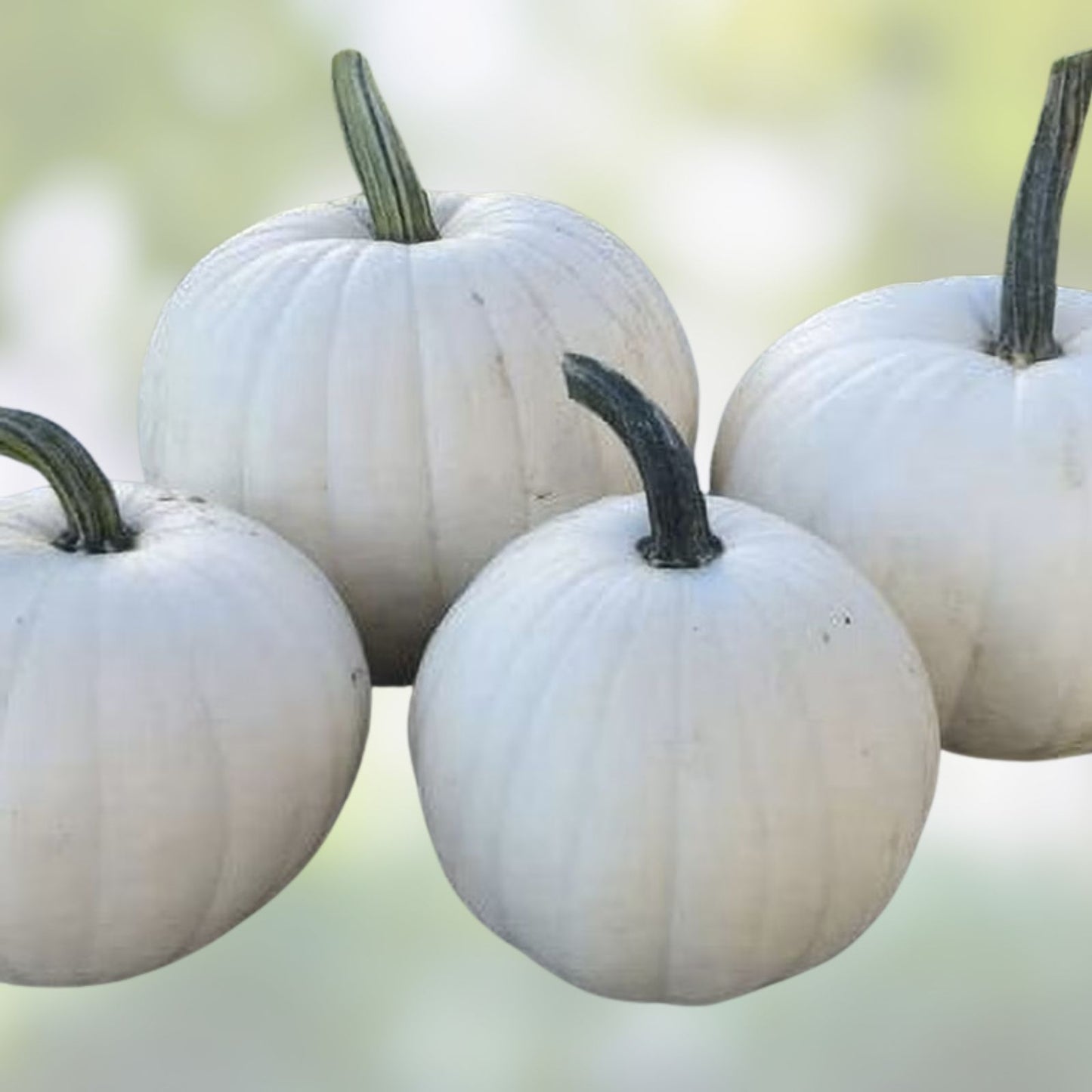 Blanco White Pumpkin Seeds for Planting - 10 Count - White Jack-O-Lanterns - Cucurbita pepo