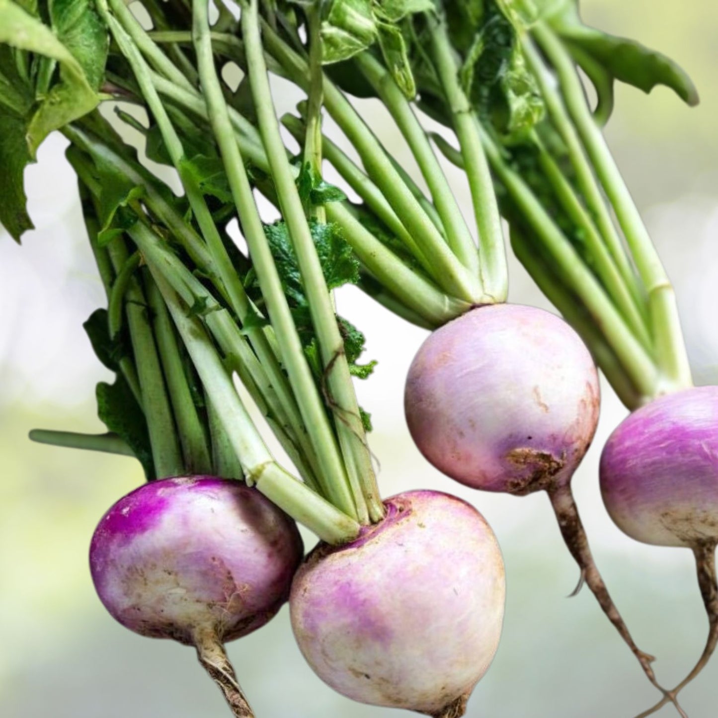 Turnip Seeds 1000 Heirloom Seven Top Non-GMO Brassica rapa Vegetable Seeds