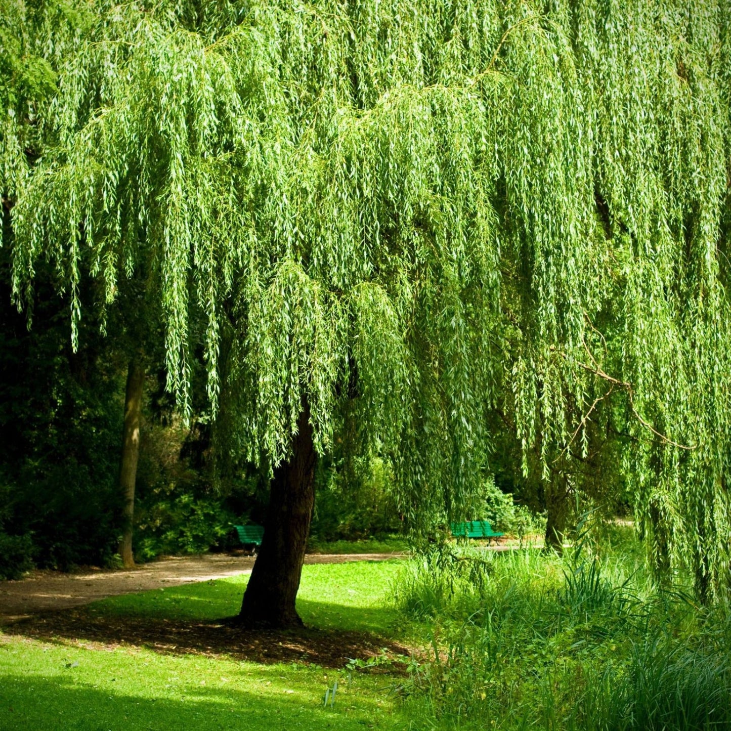Large Dwarf Weeping Willow Bonsai Cutting Salix babylonica Live Plant Propagation Material