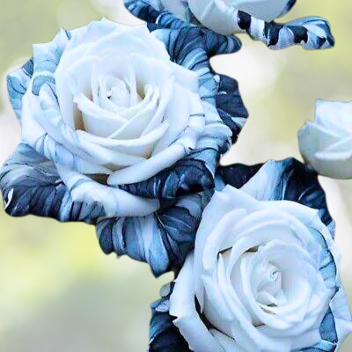 20pcs Rare Ink Rose Seeds - Non-GMO Heirloom Variety for Garden - Rosa spp.