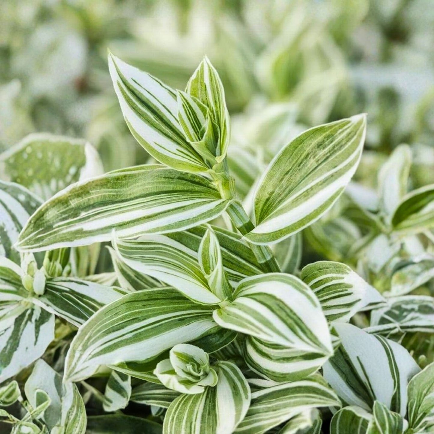 Wandering Jew Plant Cuttings - 20 Fresh Green Tradescantia Cuttings - Indoor Houseplant, Easy Care, Live Plant Propagation
