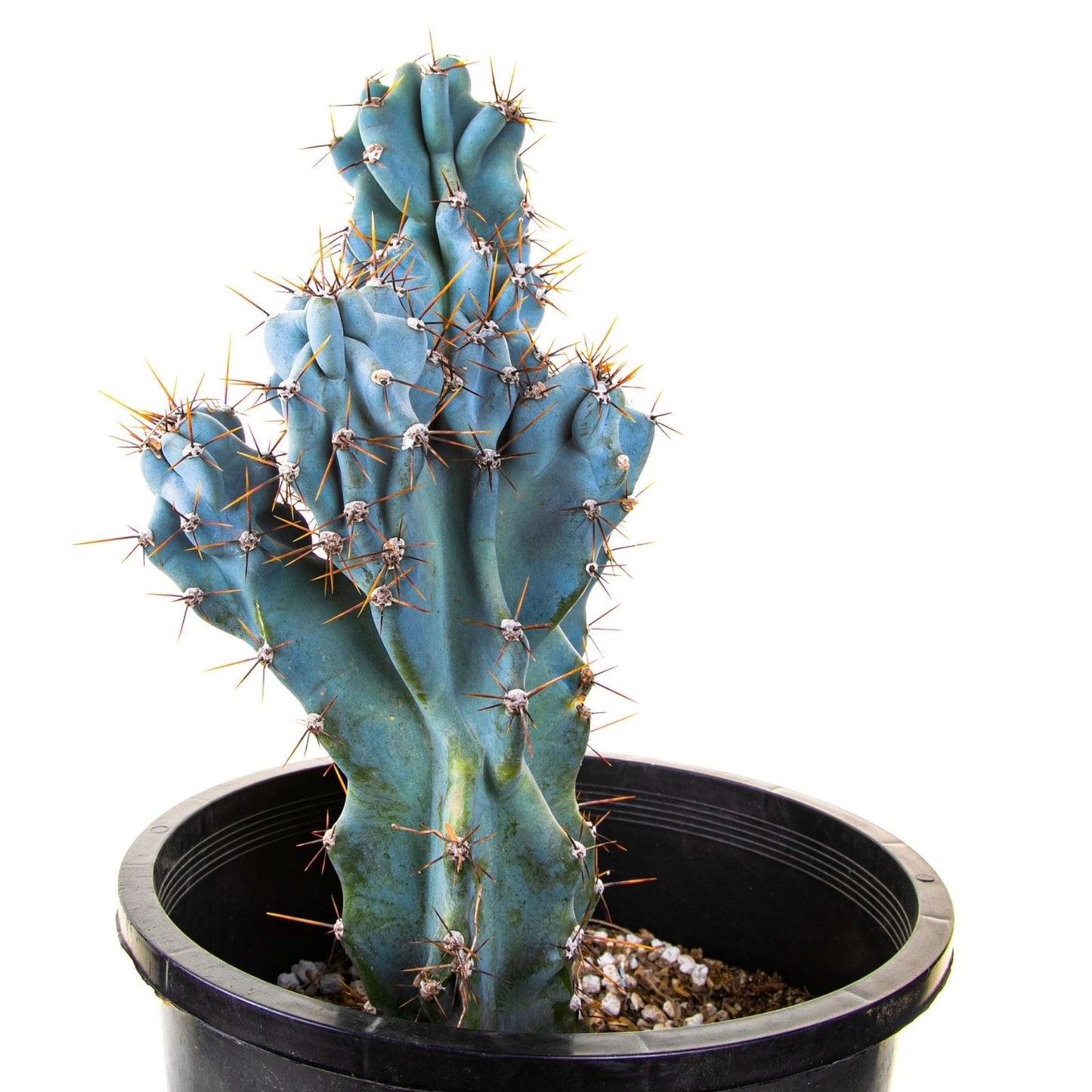 Cereus Peruvianus Monstrose Cactus Seeds - 5 Pack - Unique Monstrosus Variety - Rare Cactus Seeds for Collectors