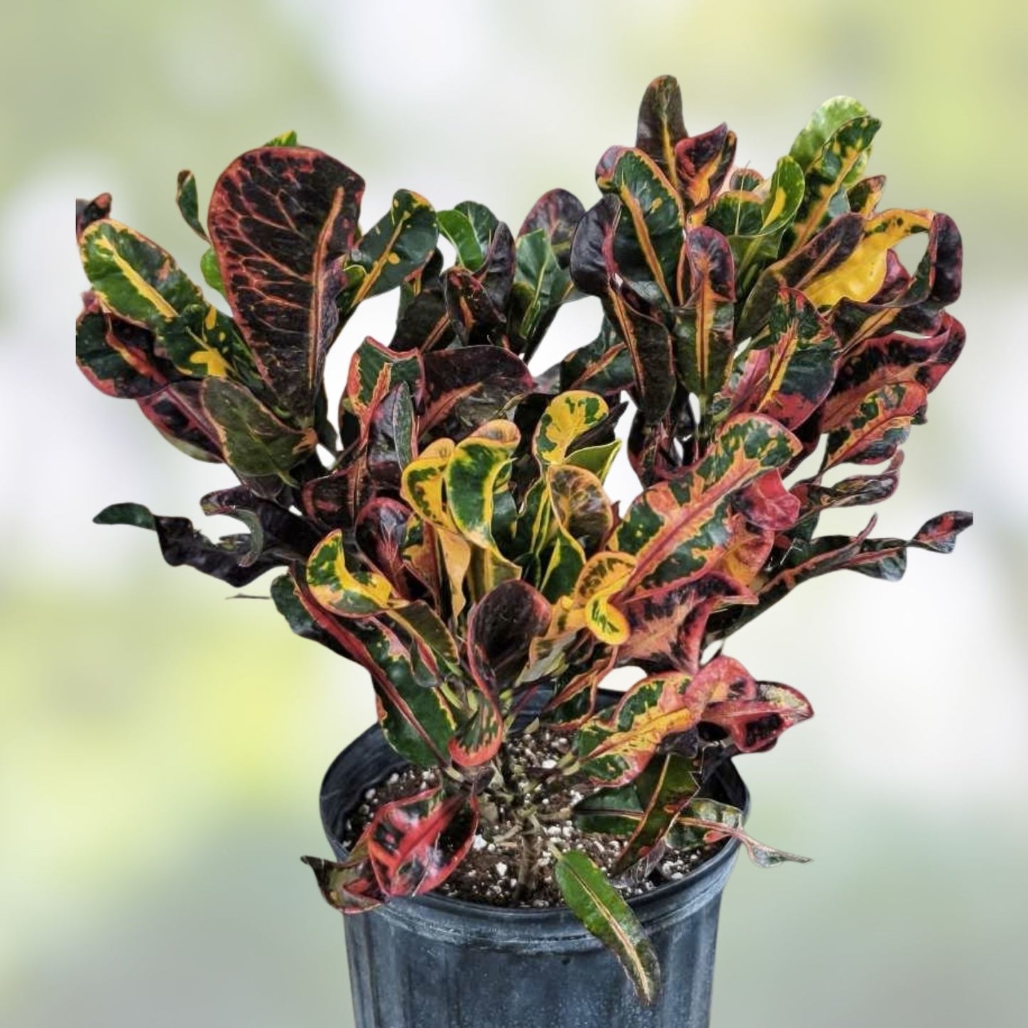 Croton Mamey Plant Cuttings 4-6 inches, Variegated Codiaeum variegatum, Extra Species Cuttings for Gardening
