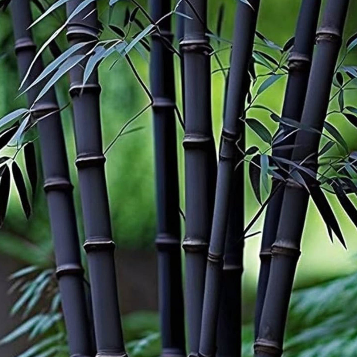 Rare Black Bamboo Seeds - 100+ Count - Exotic Fast Growing Planting Seeds - Phyllostachys nigra
