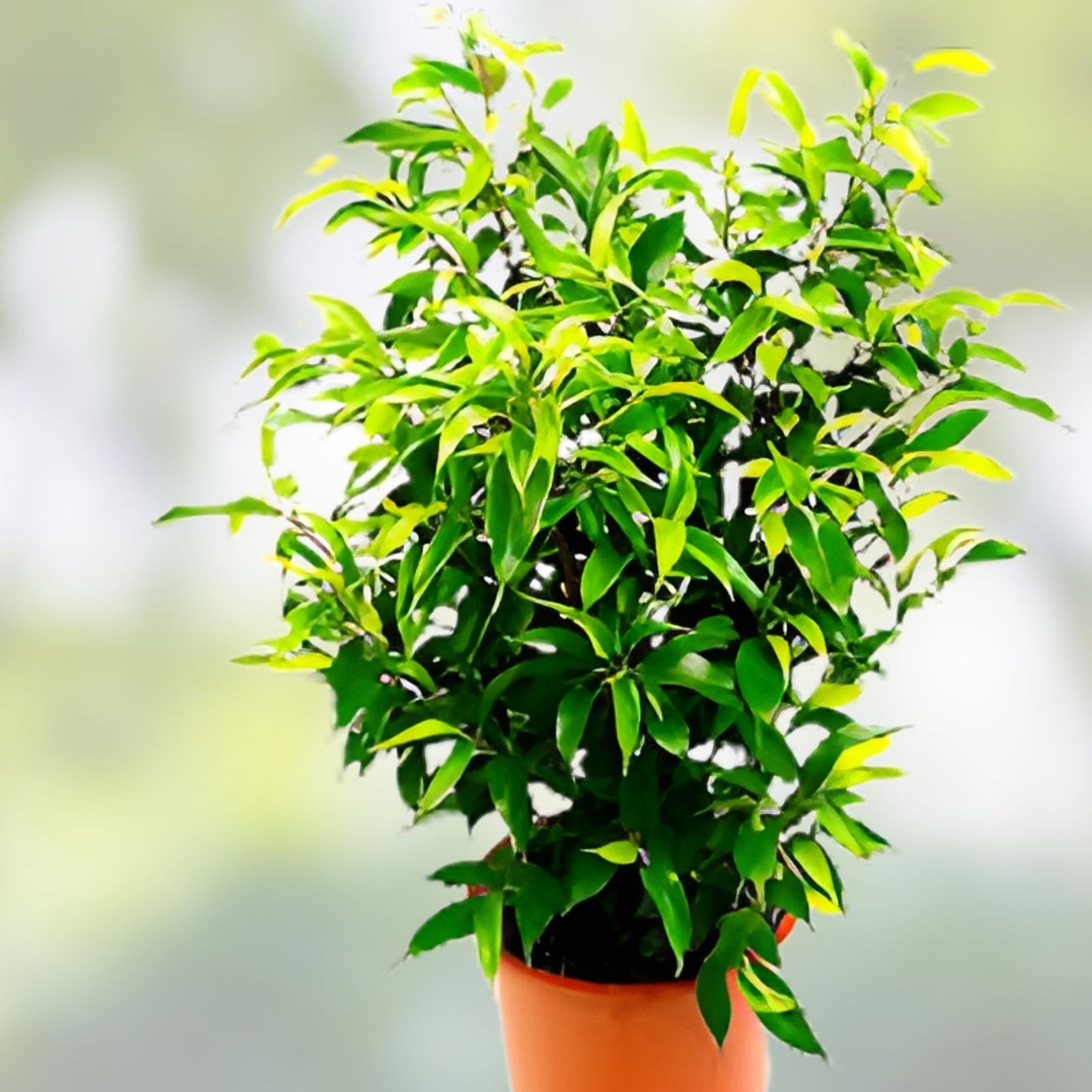 Money Plant Bonsai Tree Seeds, 30 Seeds, Weeping Fig, Ficus benjamina, Indoor Plant, Home Decor, Easy to Grow