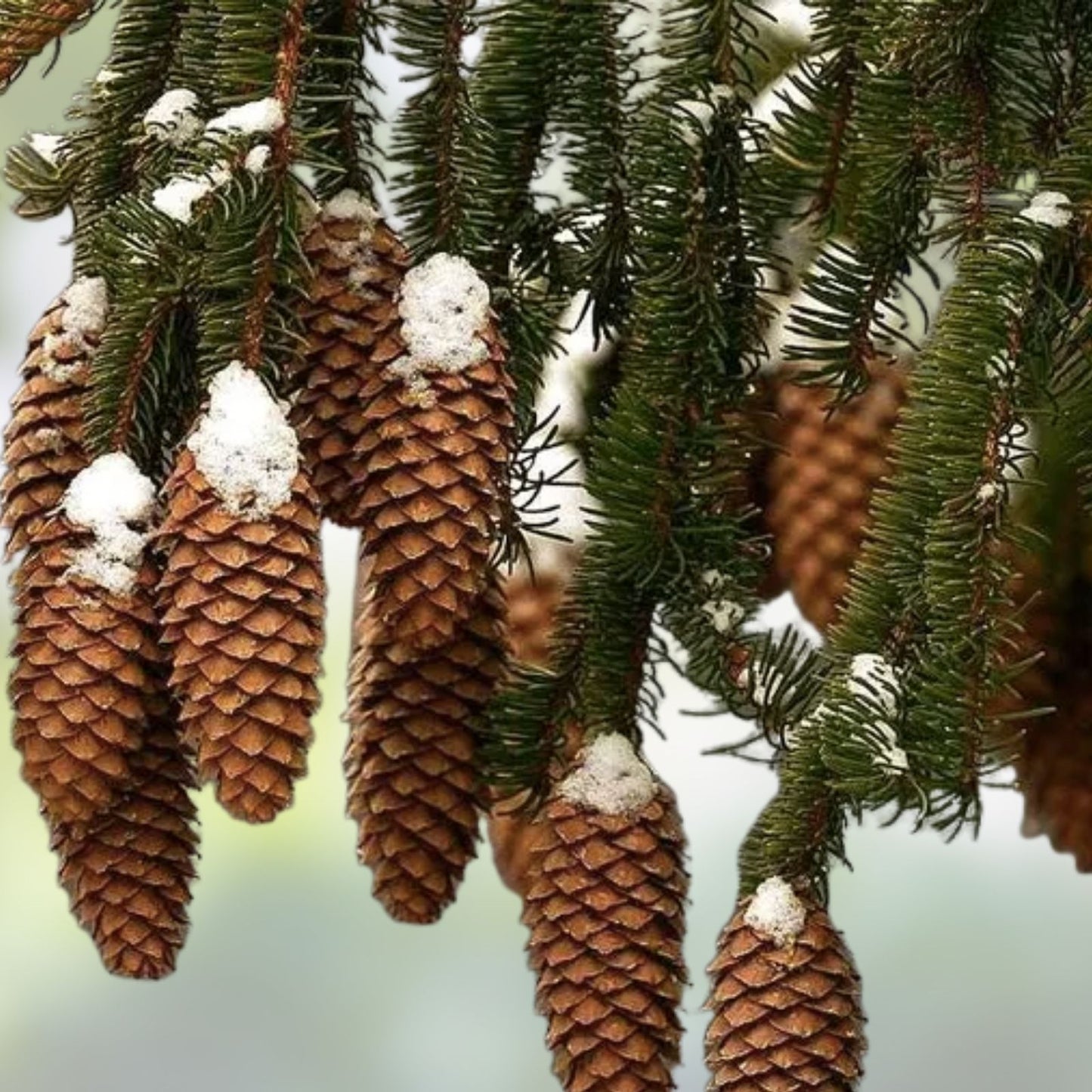 Norway Spruce Tree Seeds - 50 Seeds - Evergreen Picea Abies for Landscaping and Reforestation