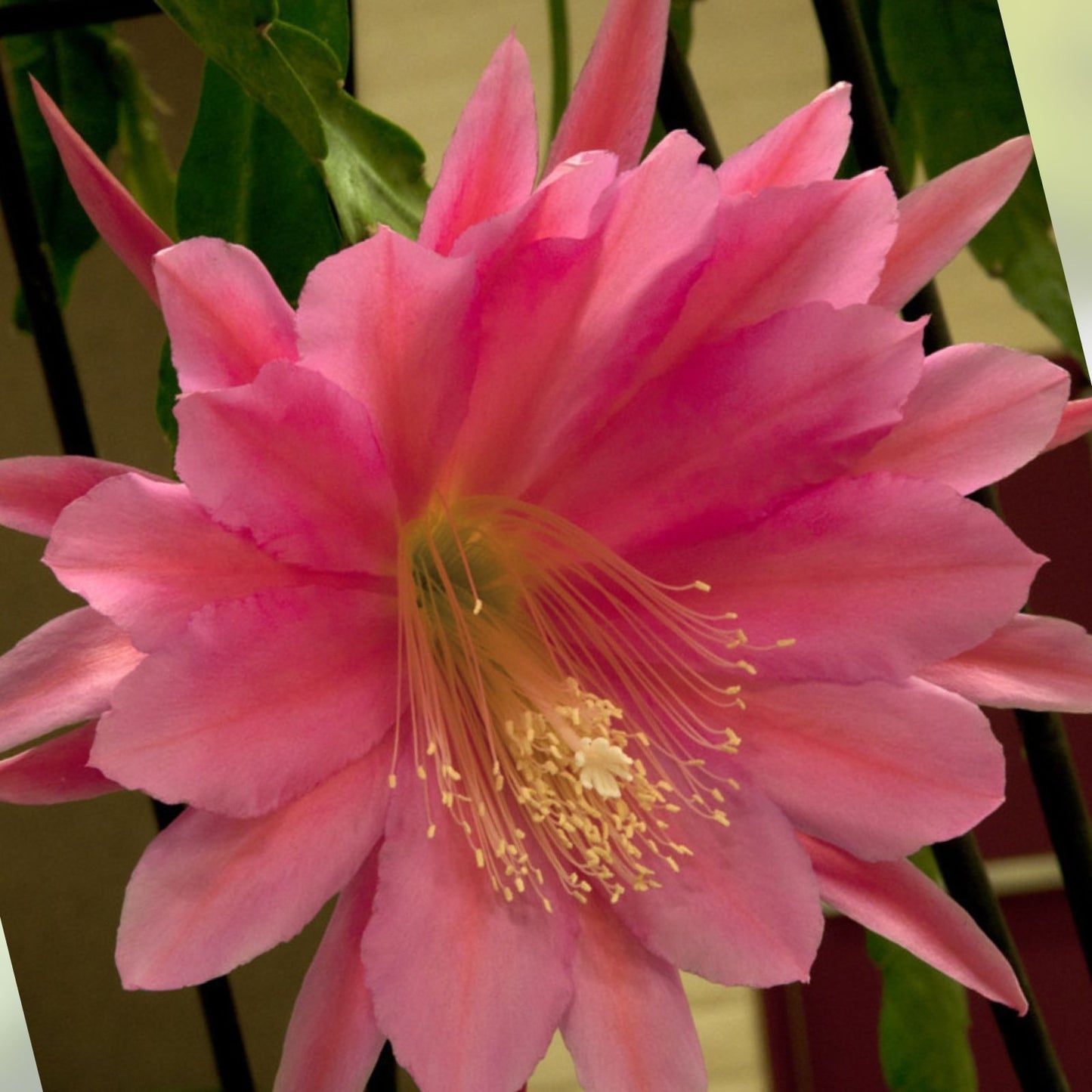 Epiphyllum Cuttings - Mystery Color - Cactus Succulent Plant - US Seller