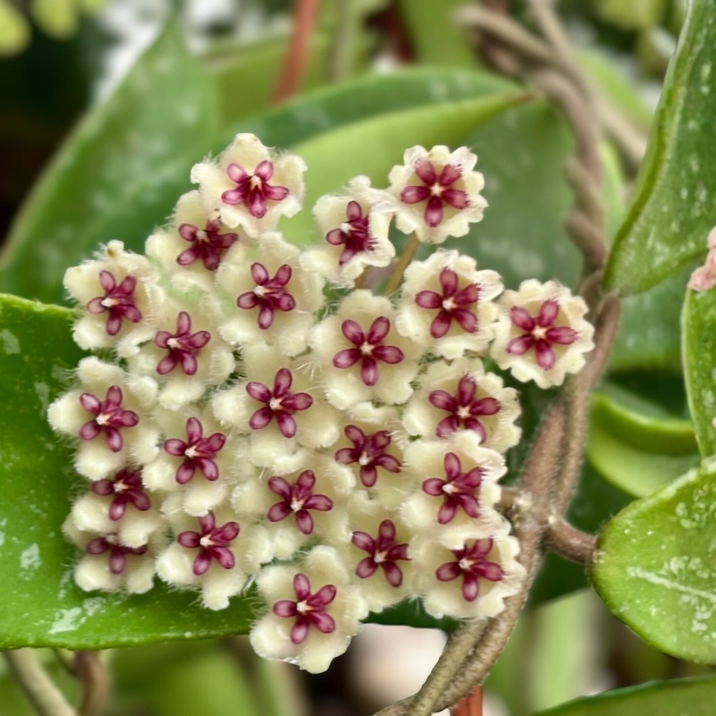 Hoya Phuwuaensis Plant 3.25" Pot - Rare Wax Vine with Beautiful Flowers - Tropical Houseplant