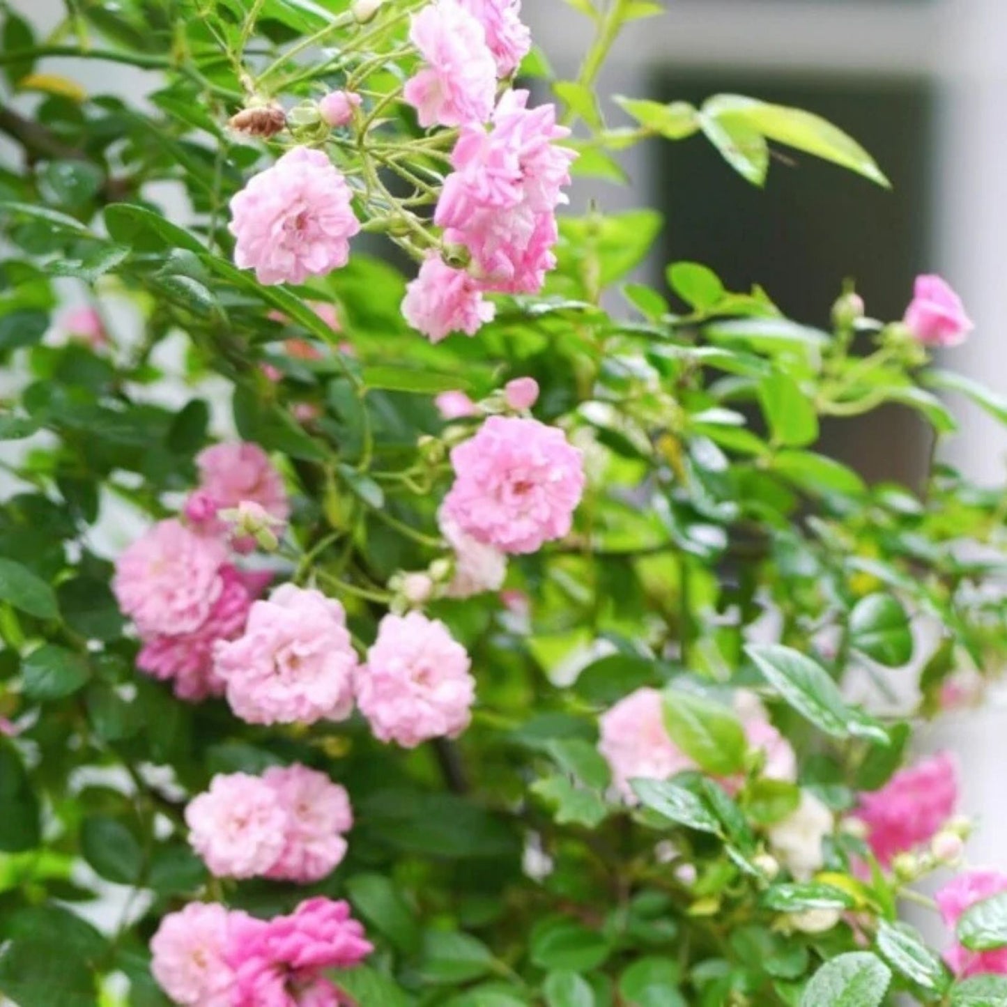 Peggy Martin Rose Cuttings - 5 No Thorn Clippings - Rosa 'Peggy Martin' - Garden Rose, Climbing Rose, Fragrant Flower