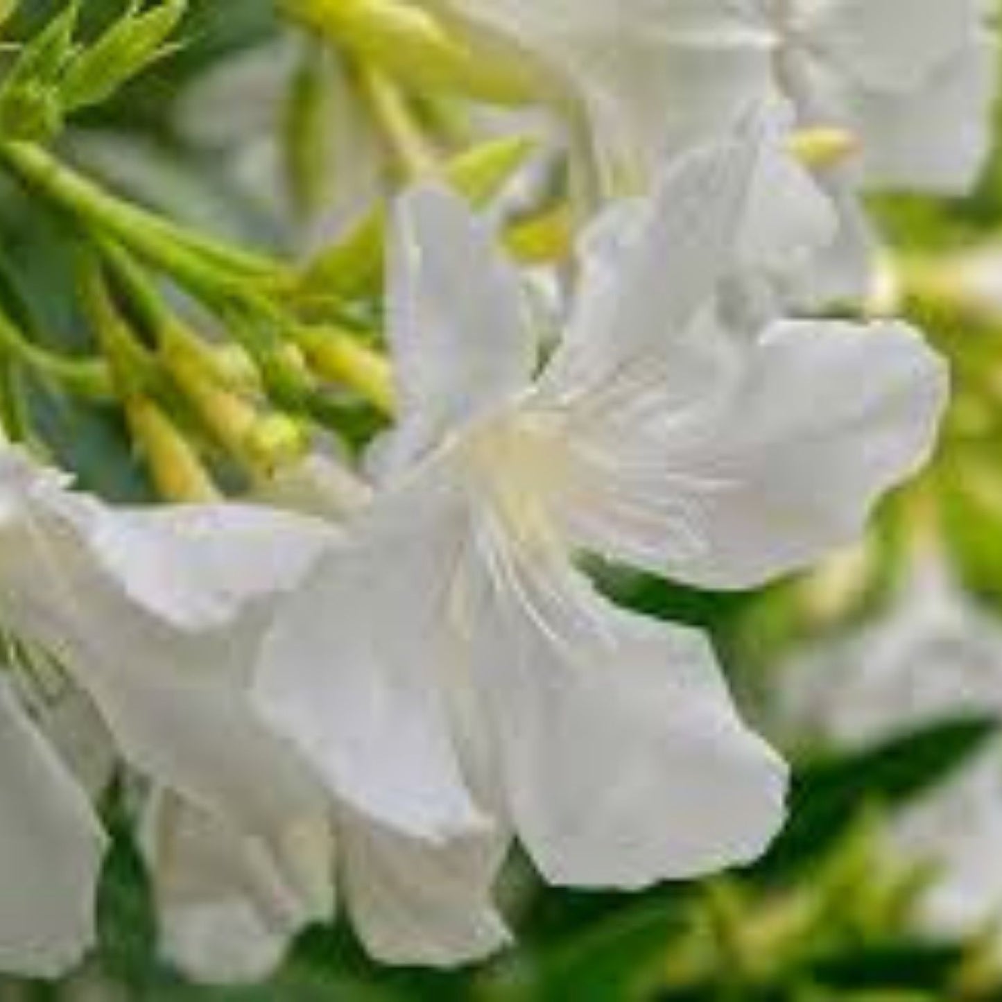 Oleander Tree Live Cuttings 6" White Flower Nerium oleander Unrooted Shrub Bush