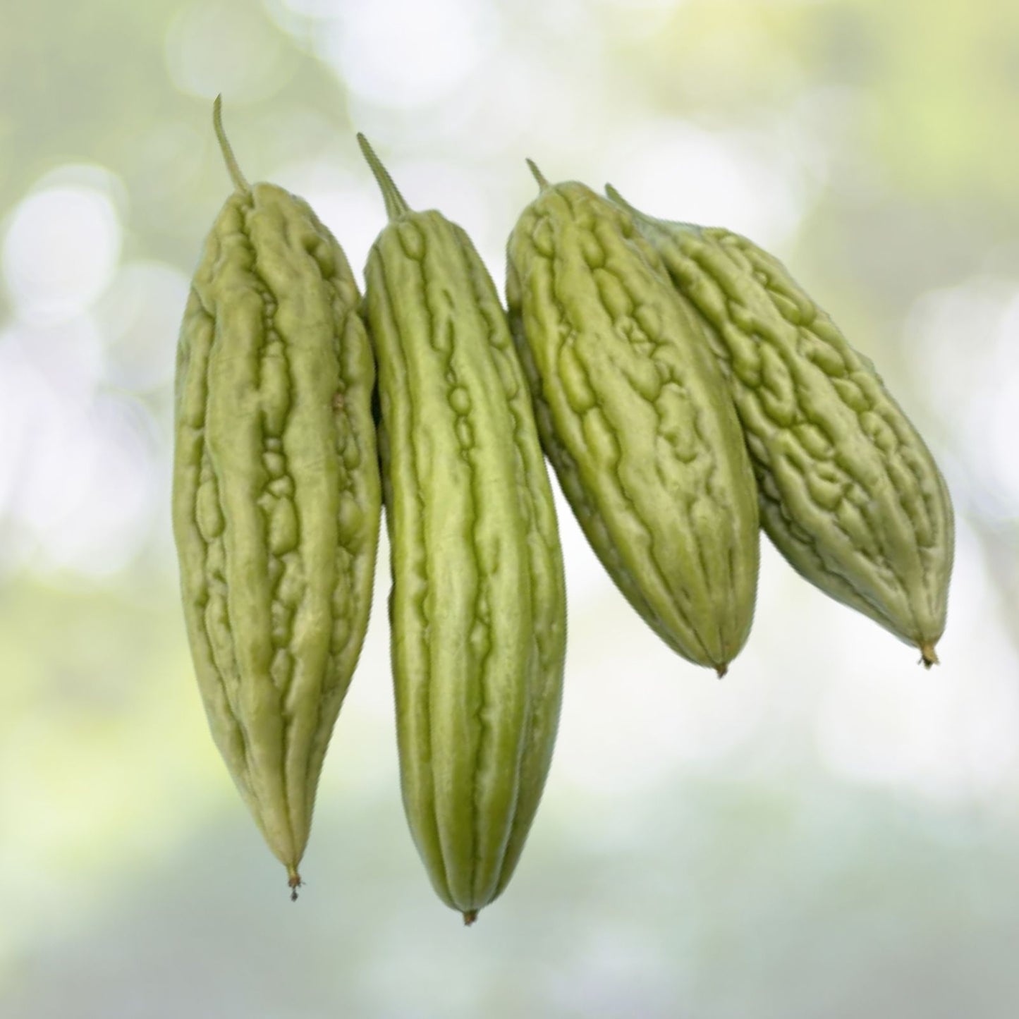 Bitter Gourd Seeds - 10+ White Skin Bitter Melon Seeds (Ku Gua) - Asian Vegetable Seeds - High Germination Rate