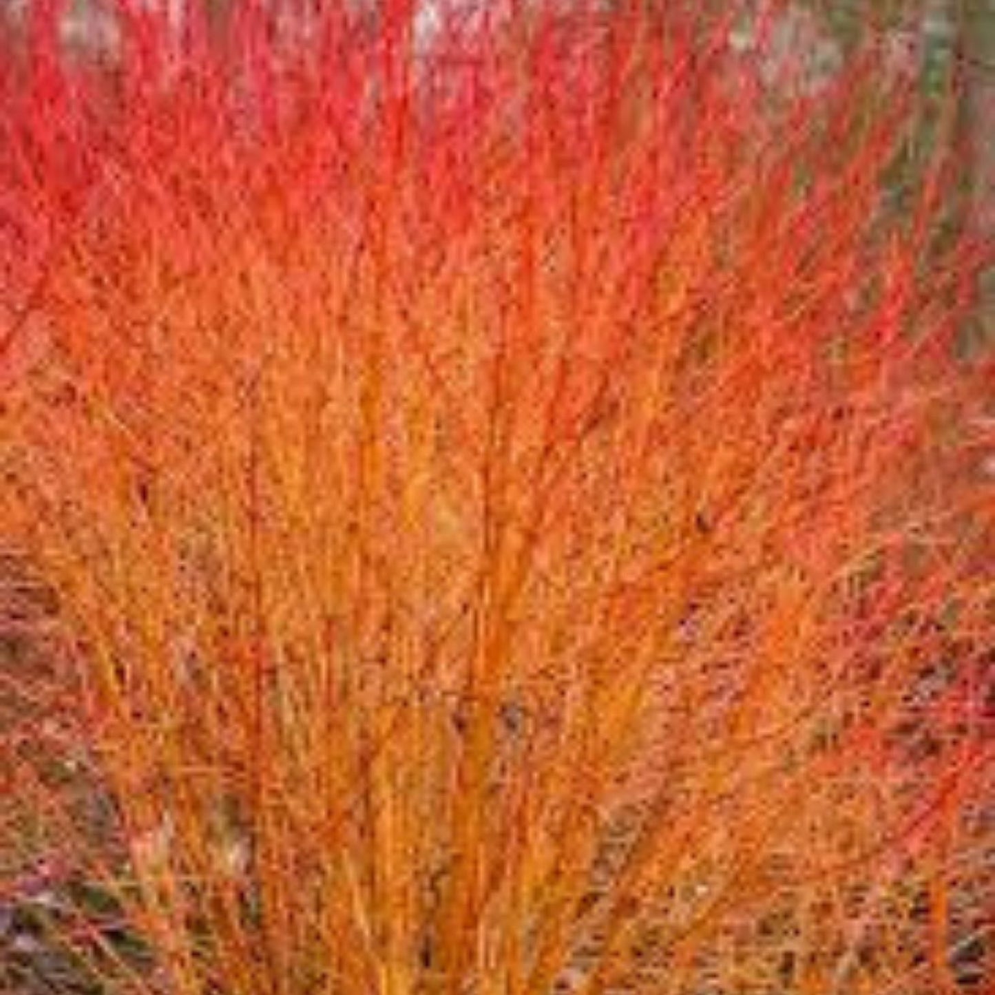 Bloodtwig Dogwood Seeds 40 Count - Cornus sanguinea Hardy Bush for Landscaping and Garden Use