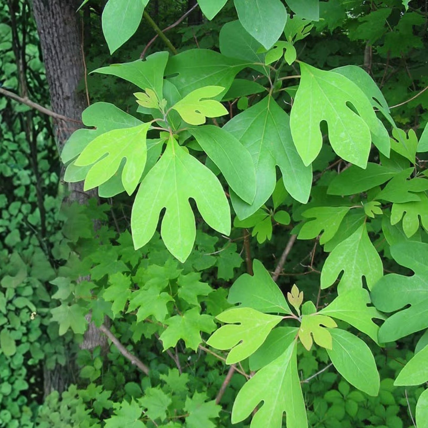 Sassafras Tree Cuttings 6-8 inches for Propagation, Easy to Root, No Roots, Sassafras albidum