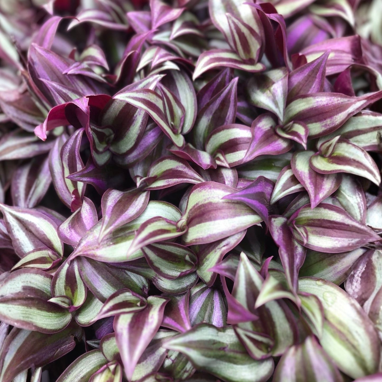 Wandering Jew Cuttings - 10 Unrooted Burgundy Tradescantia Zebrina Live Plant Cuttings for Indoor Gardening