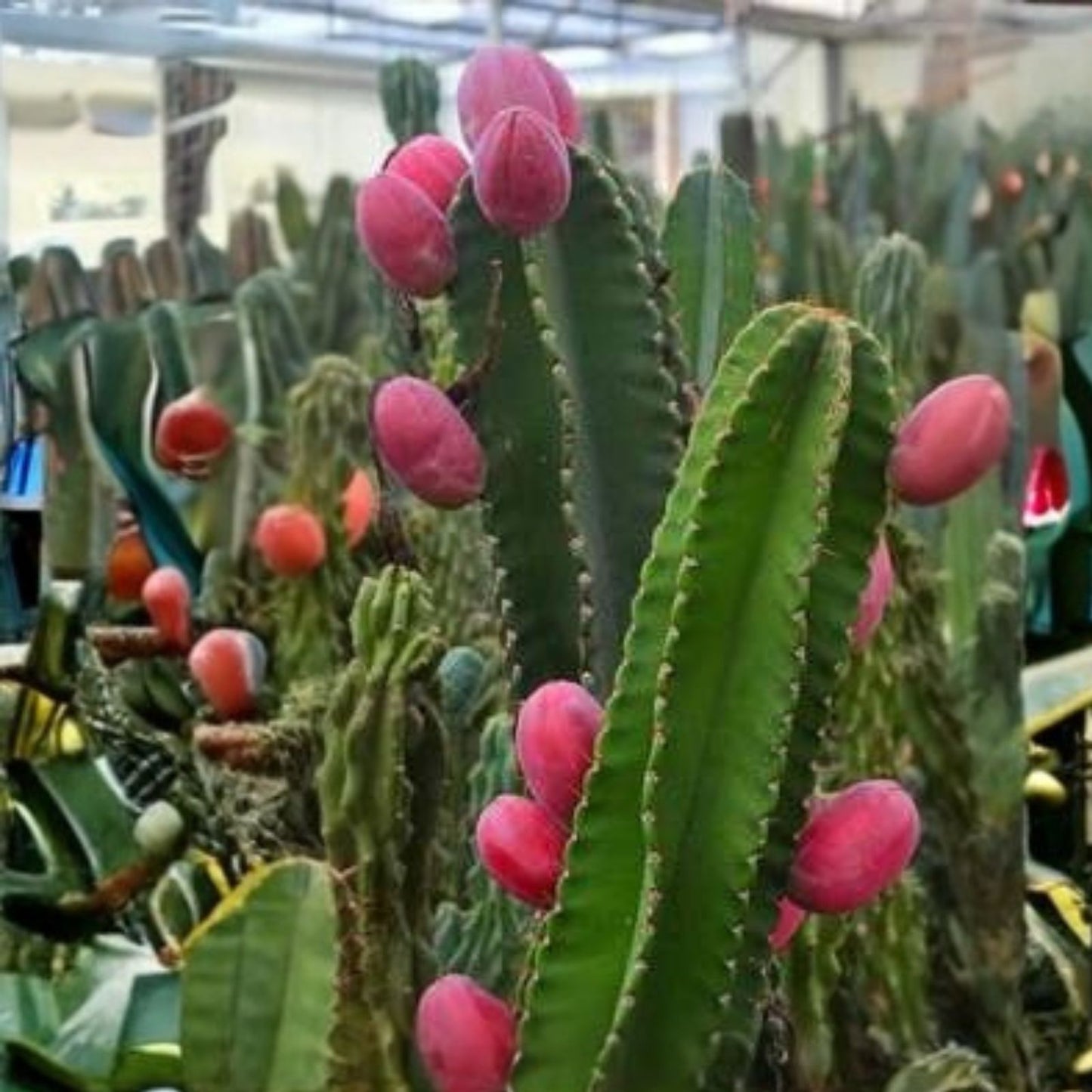 Peruvian Apple Cactus Cuttings Lot of 2 | Cereus peruvianus | Succulent Plant | No Roots | 14" & 11" Tall