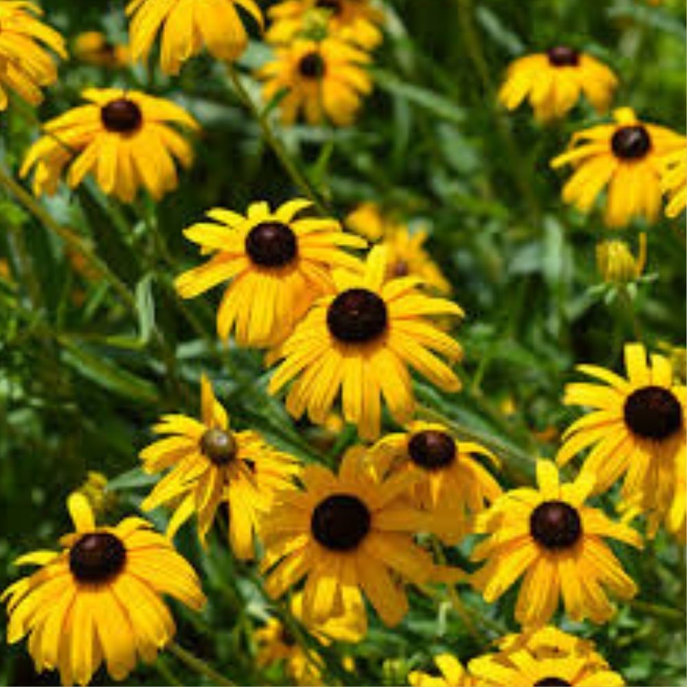 Rudbeckia Seeds 1000 Count Organic Denver Daisy Black-Eyed Susan Seeds Rudbeckia hirta USA Grown