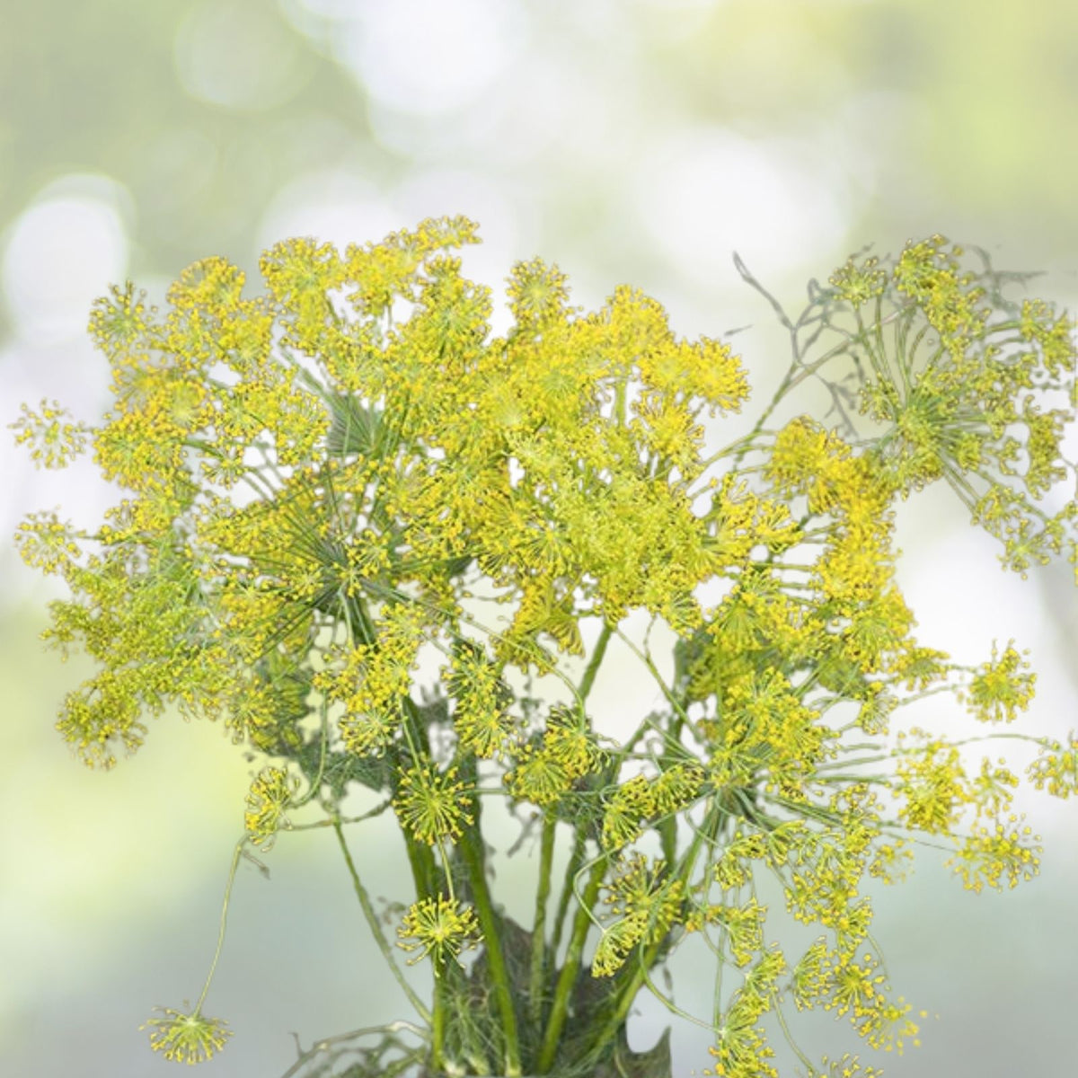 Bouquet Dill Seeds | NON-GMO Heirloom | Fresh Culinary Herb | Anethum graveolens