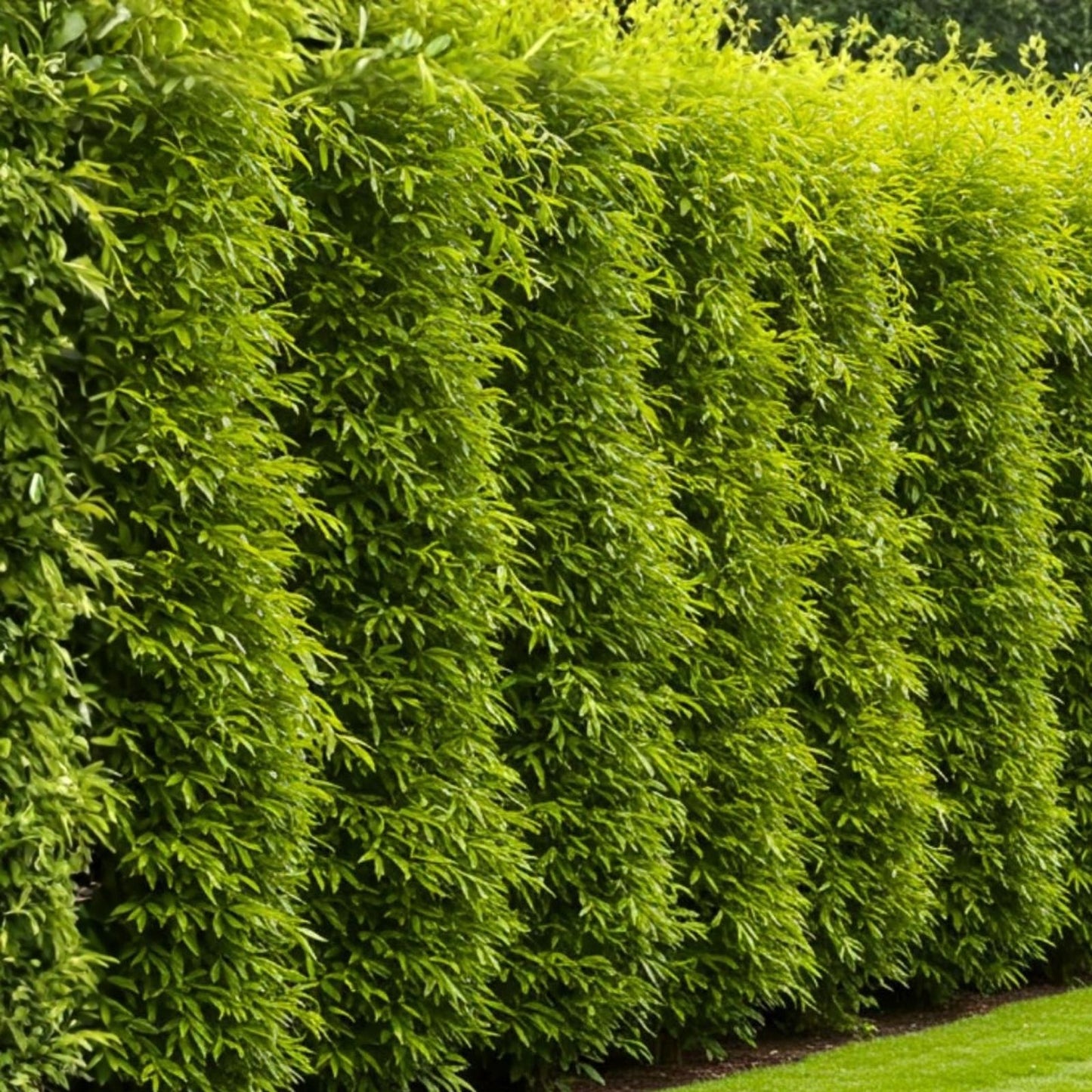 Hybrid Willow Trees 15 Pack, Fast Growing 10 ft/year, Austree, Dense Privacy Hedge, Ornamental Tree for Landscaping