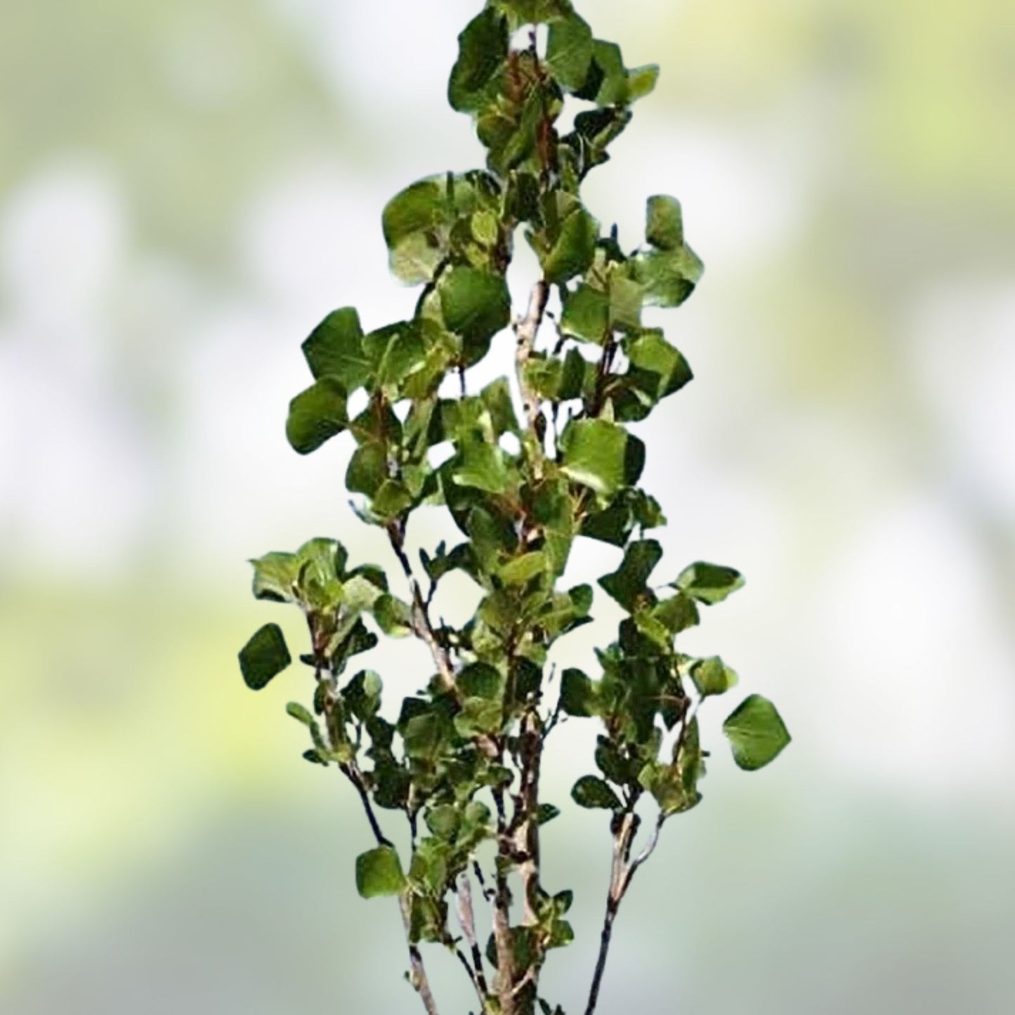 Hybrid Poplar Bonsai Tree Cuttings - Easy to Grow Forest Style Indoor Outdoor Plant - Populus deltoides