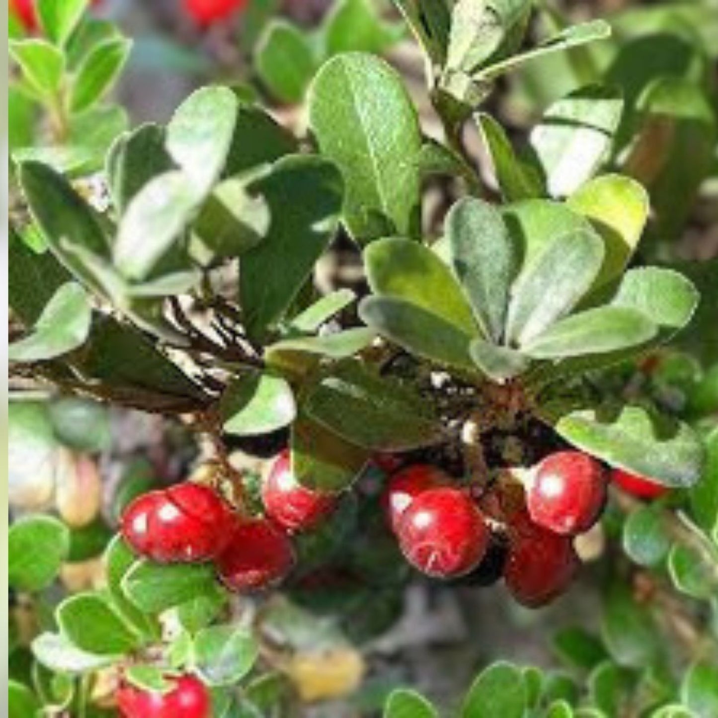 Bearberry Seeds for Planting - 15 Pack - Ground Cover, Evergreen, Arctostaphylos uva-ursi, Low Growing, Hardy, Landscaping