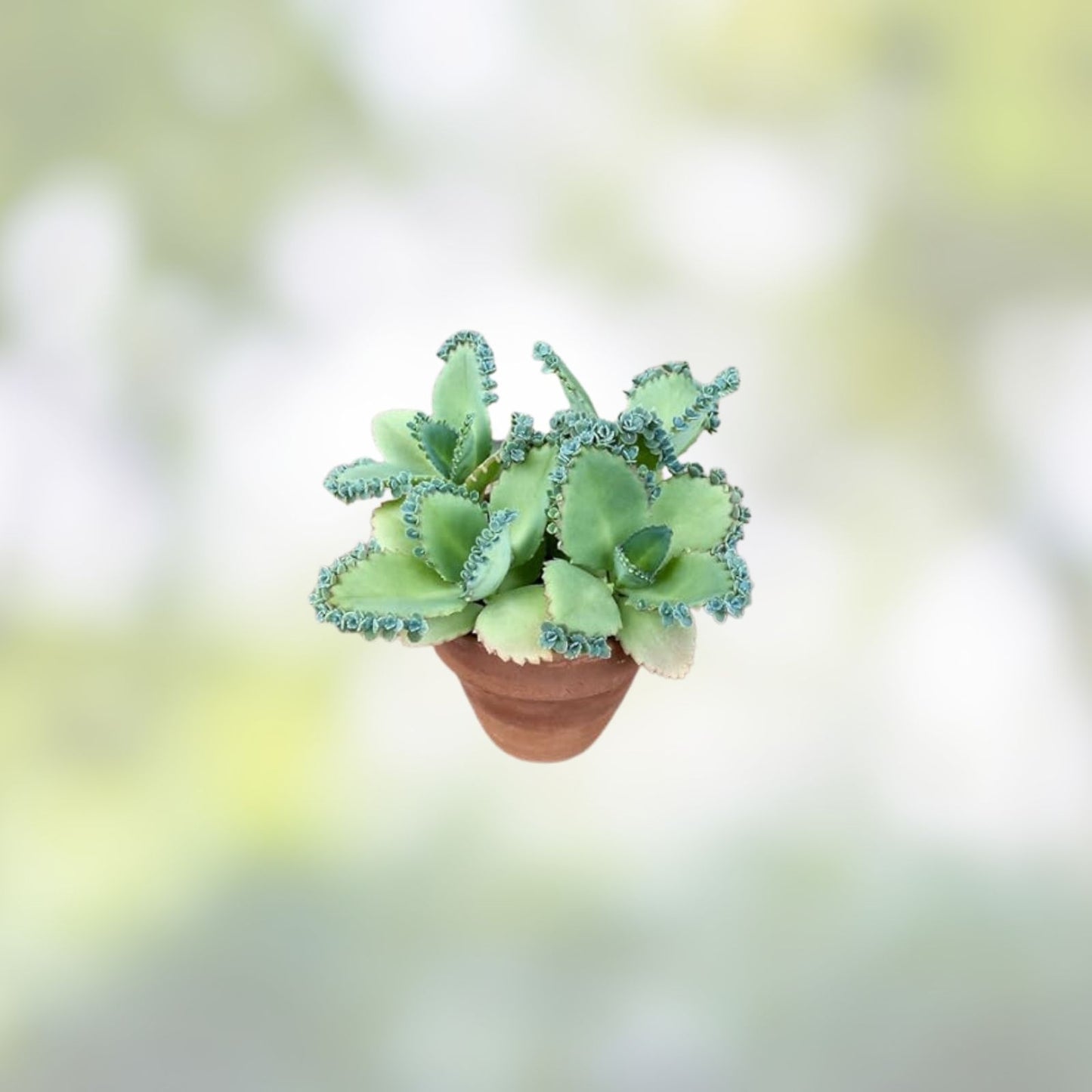 Kalanchoe Succulent Cuttings – 10+ Mother of Millions – Mexican Hat Plant – Kalanchoe daigremontiana – Live Plant Propagation Material