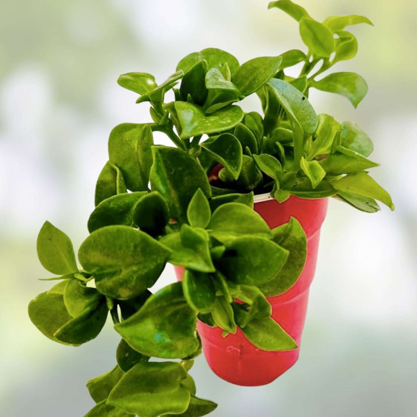 Aptenia Cuttings Red Apple Ice Plant Baby Sunrose 6 Pack + 1 Free Aptenia cordifolia Succulent Plant