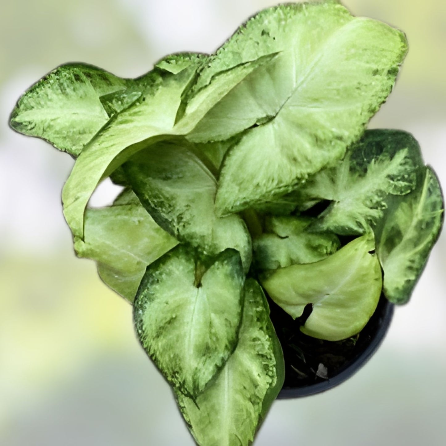 Syngonium Podophyllum White Butterfly Arrowhead Vine Indoor Houseplant - Green Foliage, Easy Care, Home Decor