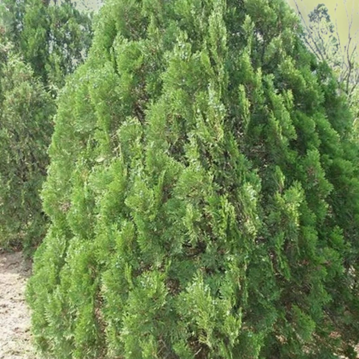 30 Oriental Arborvitae Tree Seeds – Evergreen, Drought-Resistant, Fast-Growing Platycladus orientalis Seeds