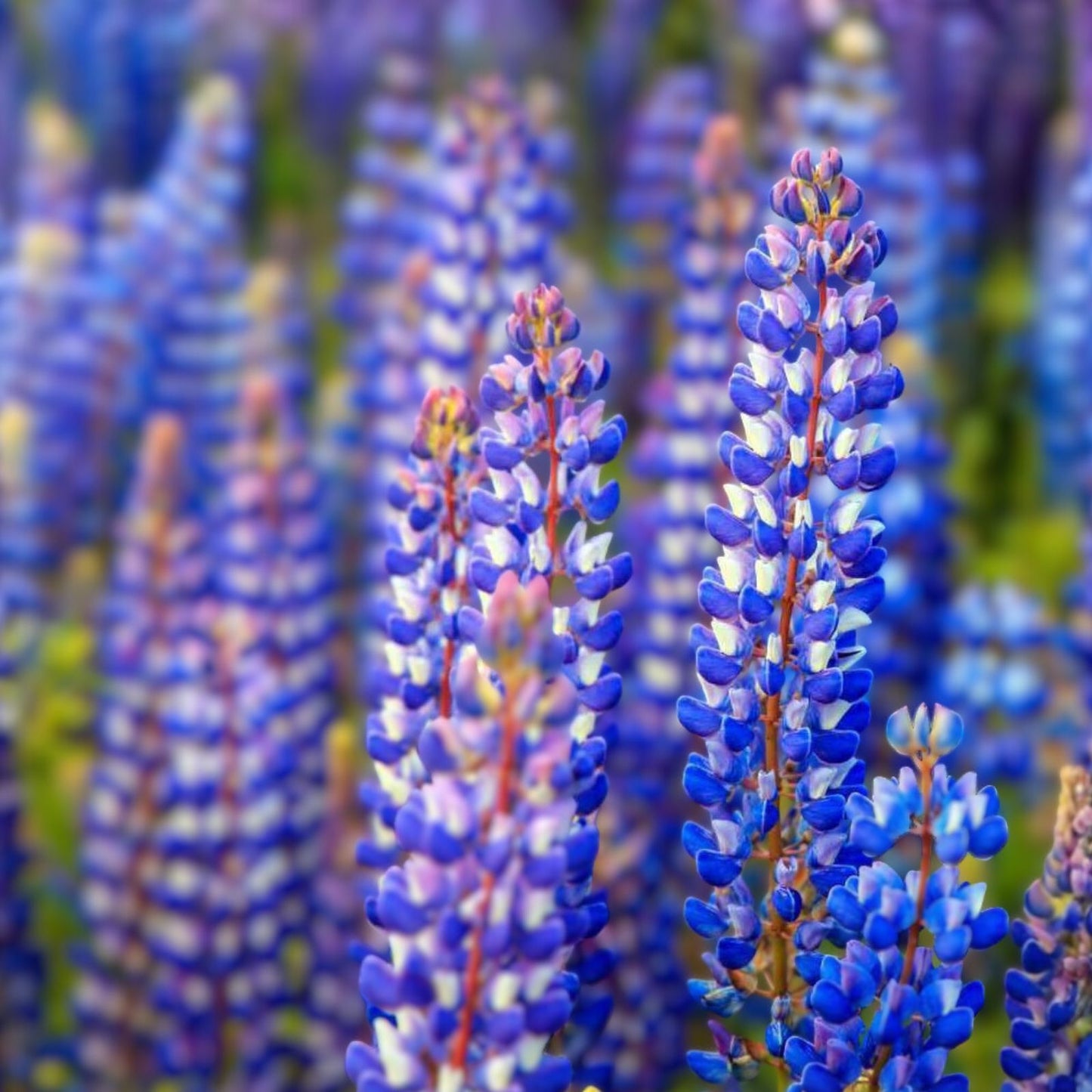 Arroyo Lupine Seeds 100 Count – Purple Wildflower Seeds – Lupinus succulentus – Easy to Grow Native Flower Seeds
