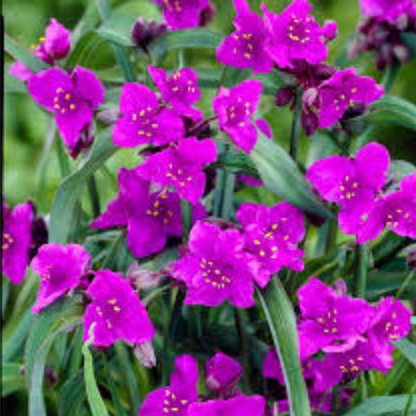 Tradescantia Plant - Concord Grape - Hardy Perennial with Purple Flowers - Spiderwort (Tradescantia spp,)