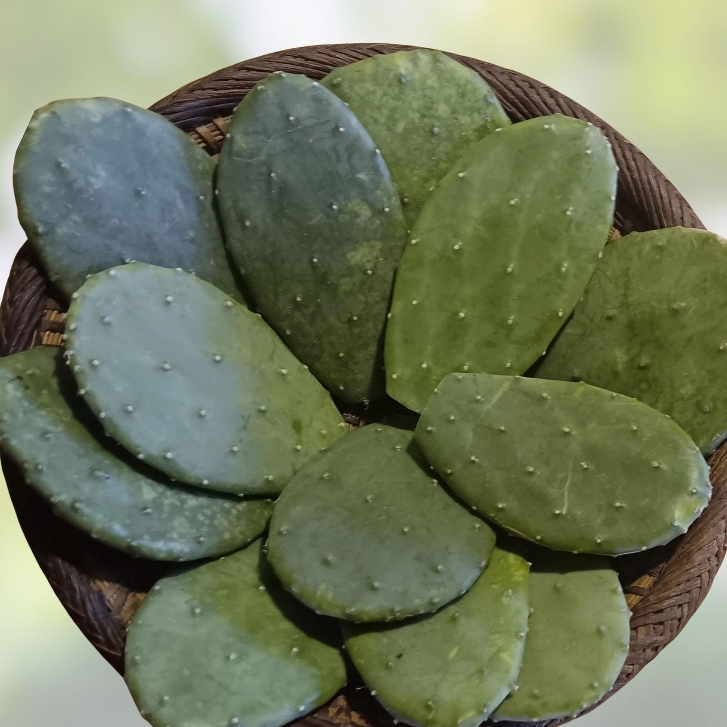 Cactus Pads Opuntia Nopal Edible Succulent for Tortoise Reptiles & Humans - 15+ Pads, Healthy Plant Food