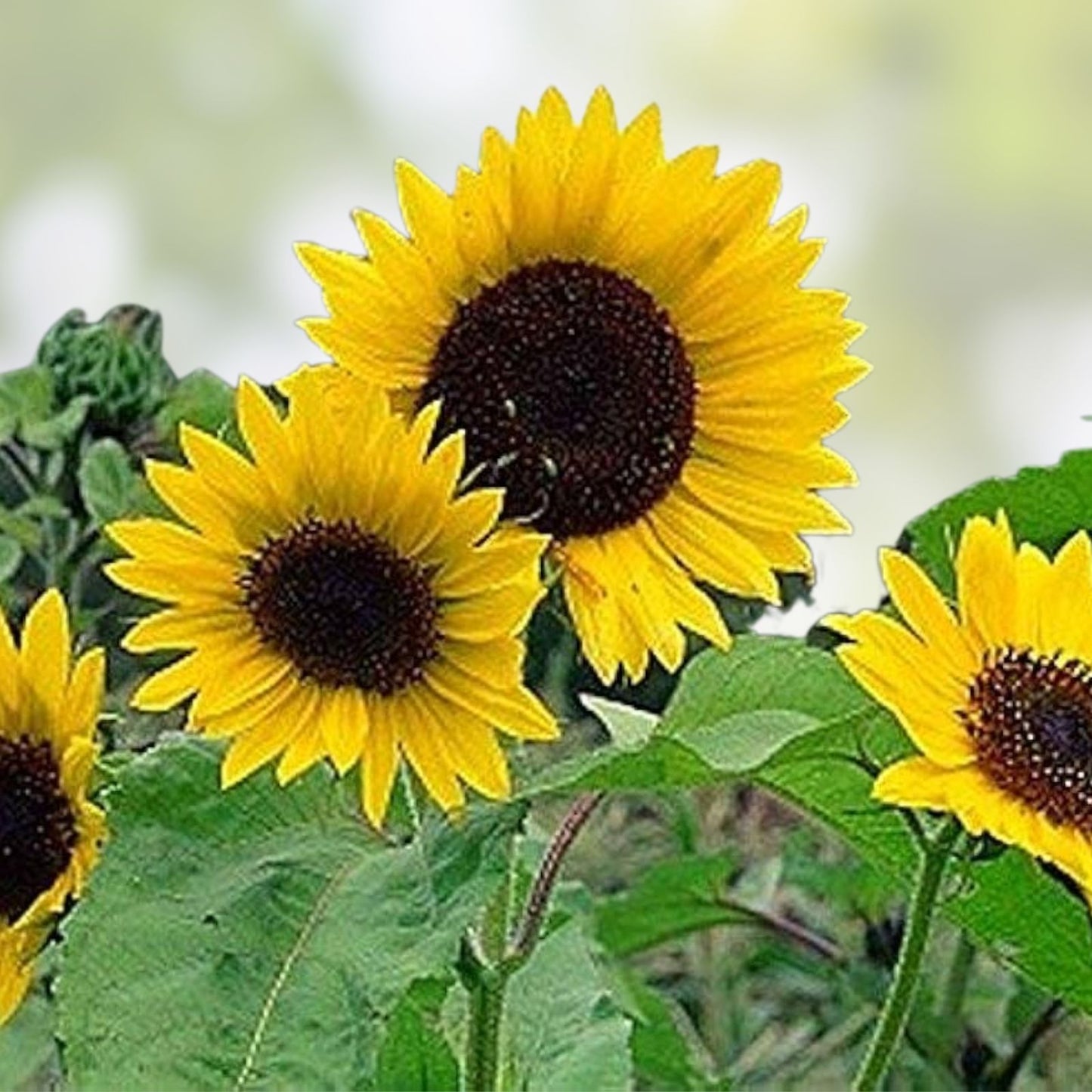 Large Mammoth Grey Stripe Sunflower Seeds for Planting - Helianthus annuus - Jumbo Size, Non-GMO, High Yield