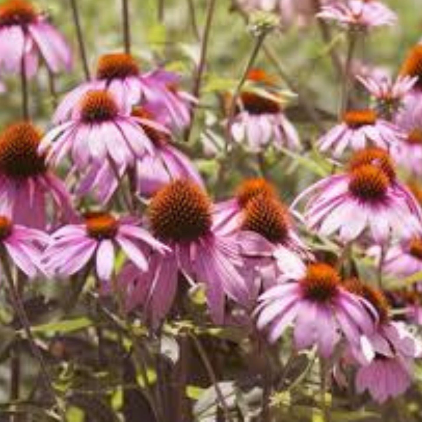Echinacea Seeds Set of 20+ | Purple Coneflower Perennial | Echinacea purpurea Flower Seeds for Garden Planting