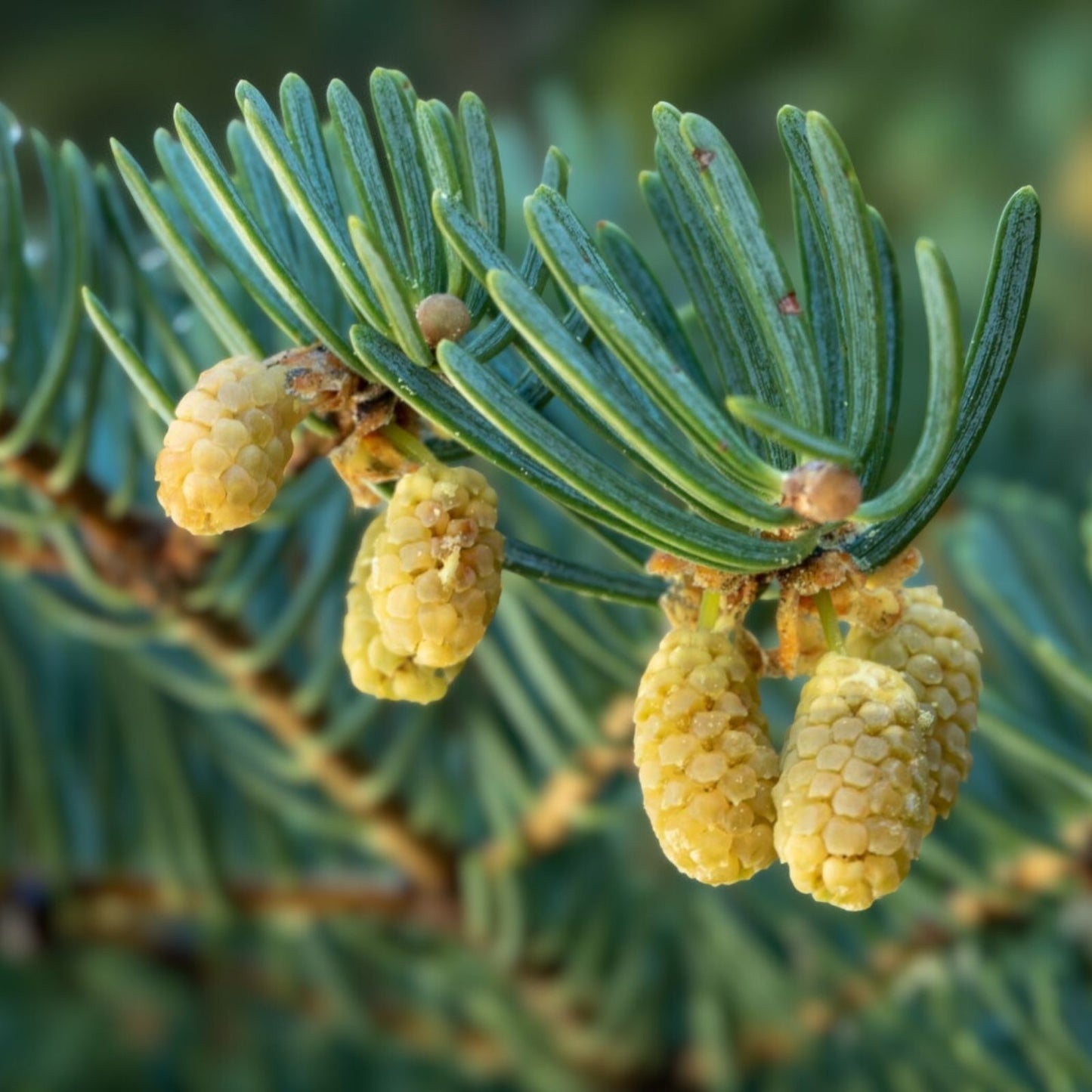 Apache White Fir Seeds 30 Pack | Abies concolor Arizona Apache Variety for Planting