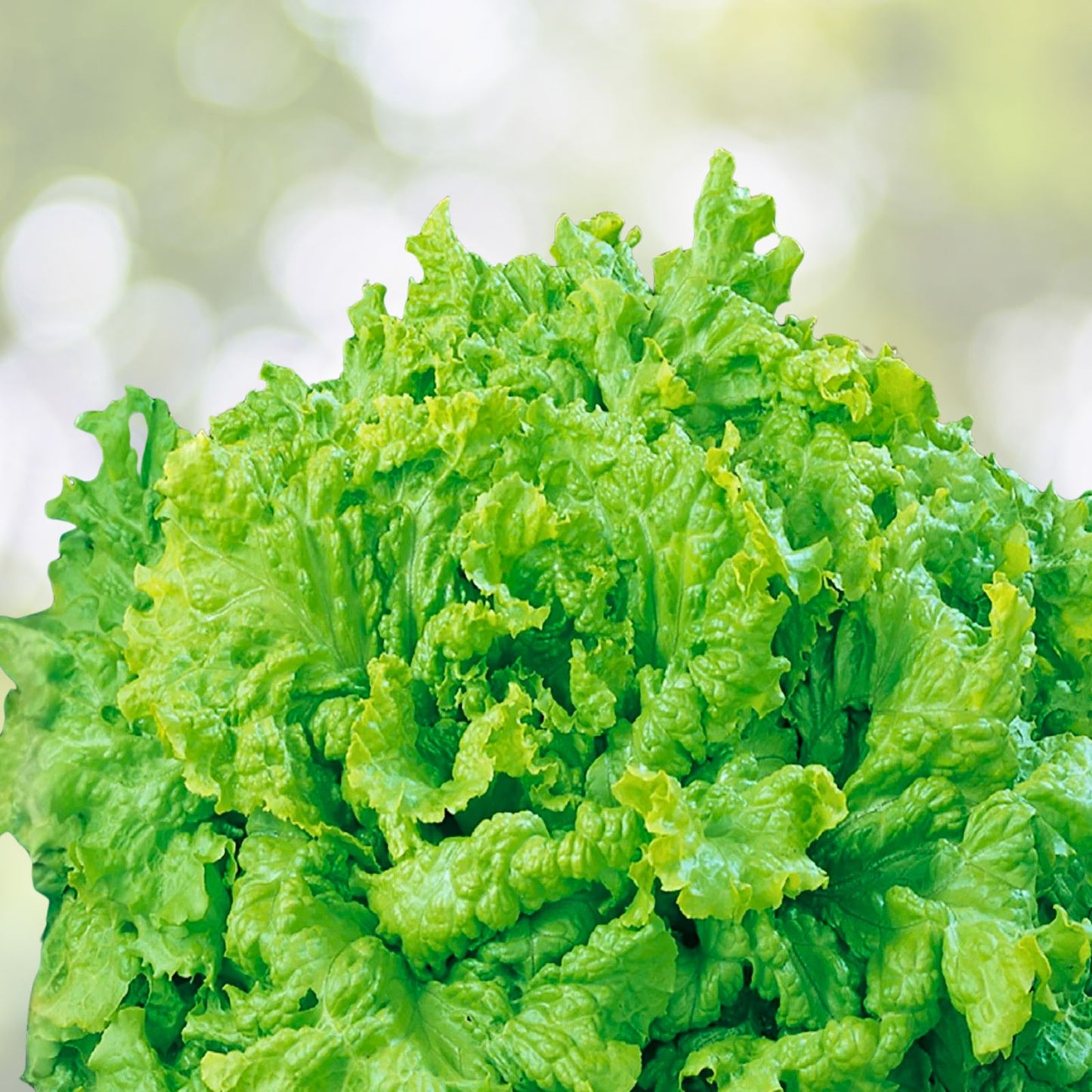 Heirloom Leaf Lettuce Seeds 1000 Count Grand Rapid Variety Non-GMO Lactuca sativa for Garden, Salad, Organic Growing