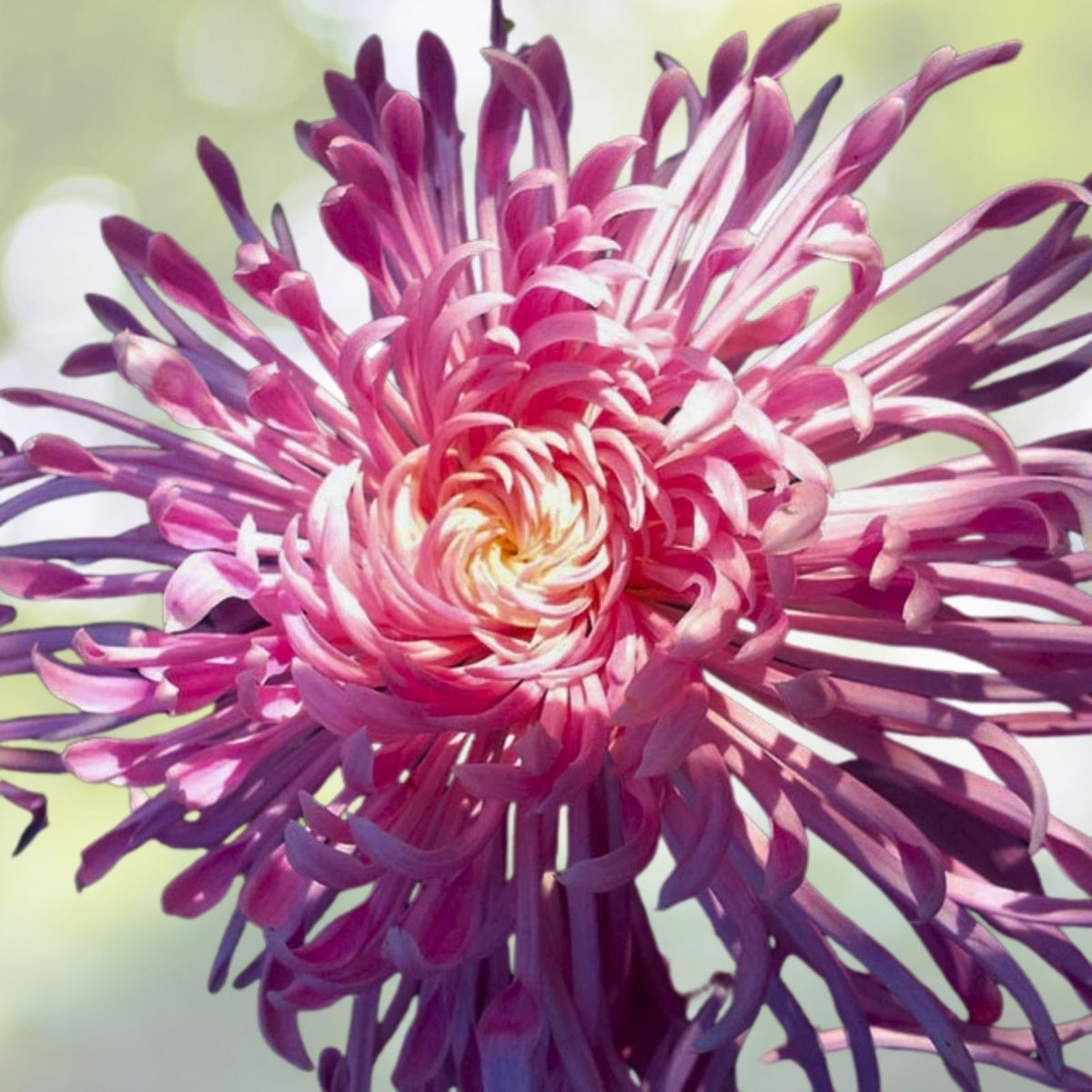 Pink Lace Mum Seeds 200+ Flower Seeds Chrysanthemum Annual Blooming Plants Pink Flower Variety