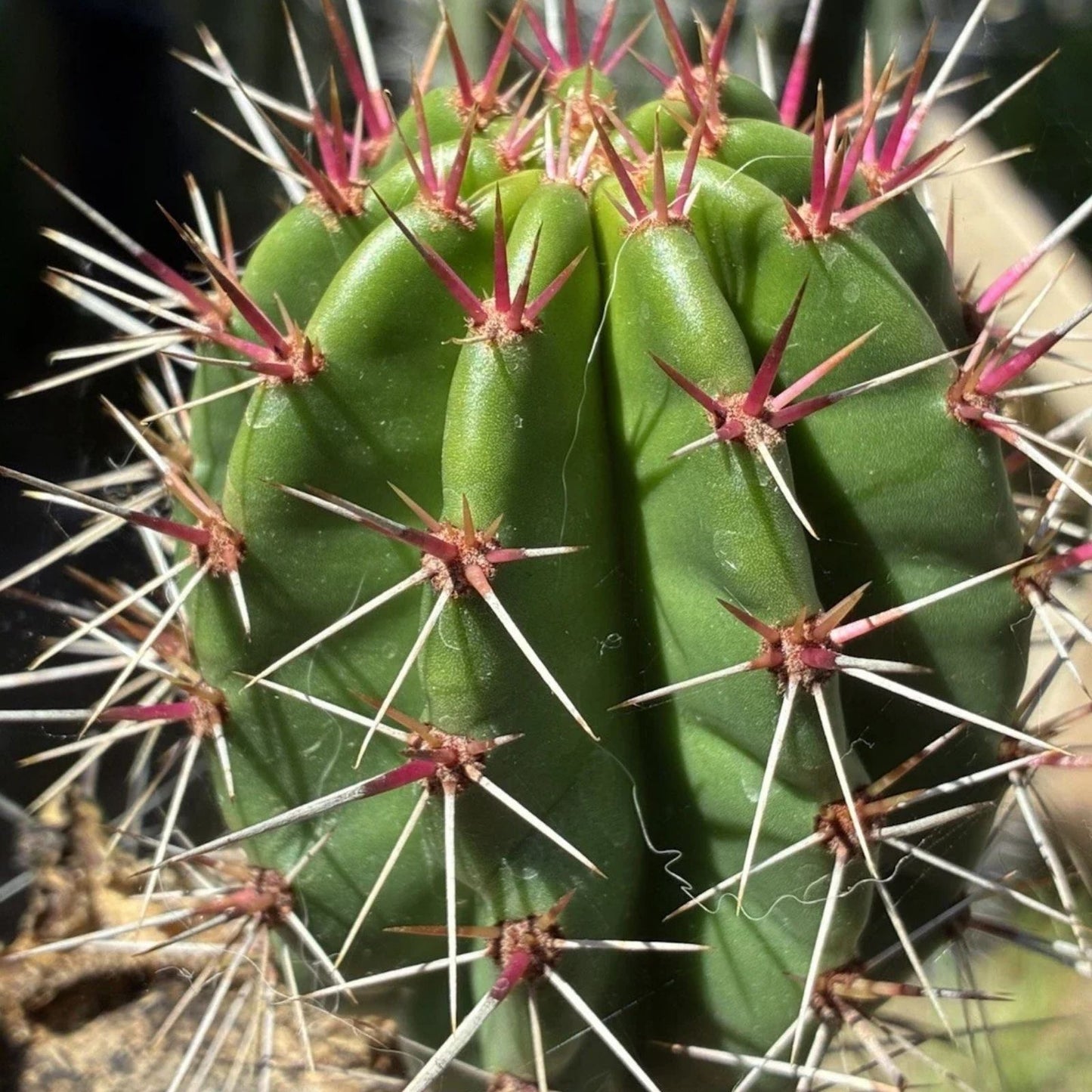 Large Cactus Cutting - Propagation Ready - Succulent Garden Plant - Cactaceae Family - #50