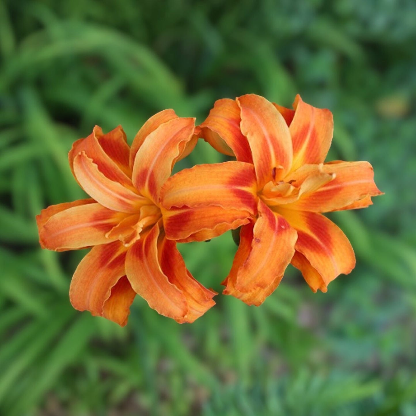 Orange Daylily Bulbs - 5 Pack - Tawny Day Lily - Hemerocallis fulva - Wildflower Roots for Medicinal Use - Appalachian Grown