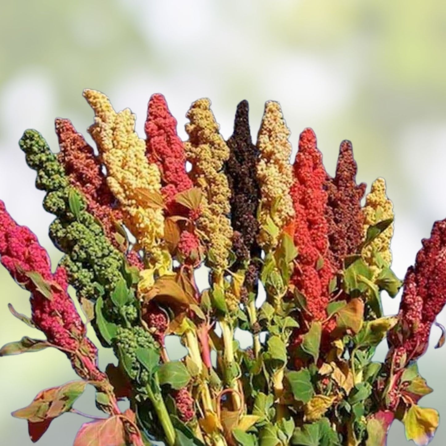 Rainbow Quinoa Seeds for Planting - 500 Seeds - Brightest Variety - Chenopodium quinoa - Organic, Heirloom, Edible Grain Seeds