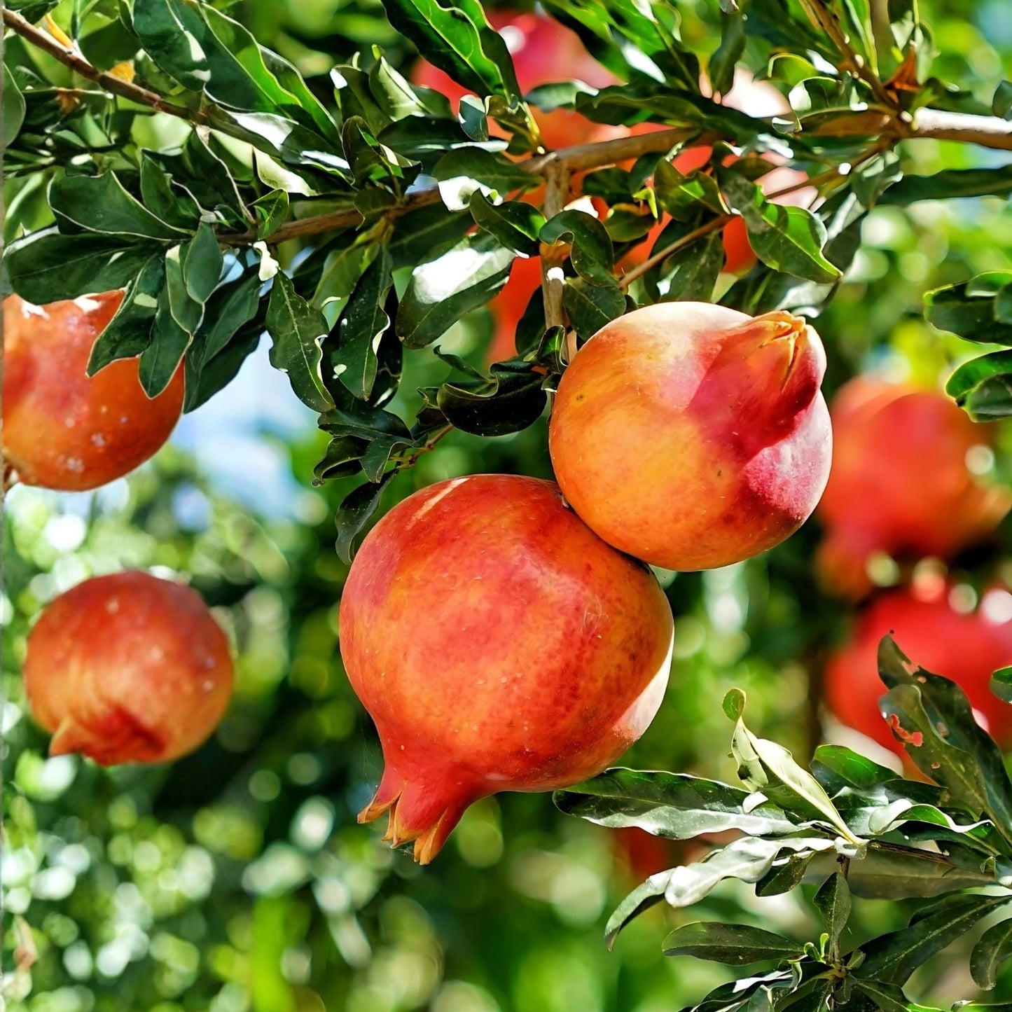 Pomegranate Tree Cuttings 5 Pack - Punica granatum - Fresh Live Plant Clippings - Free US Shipping