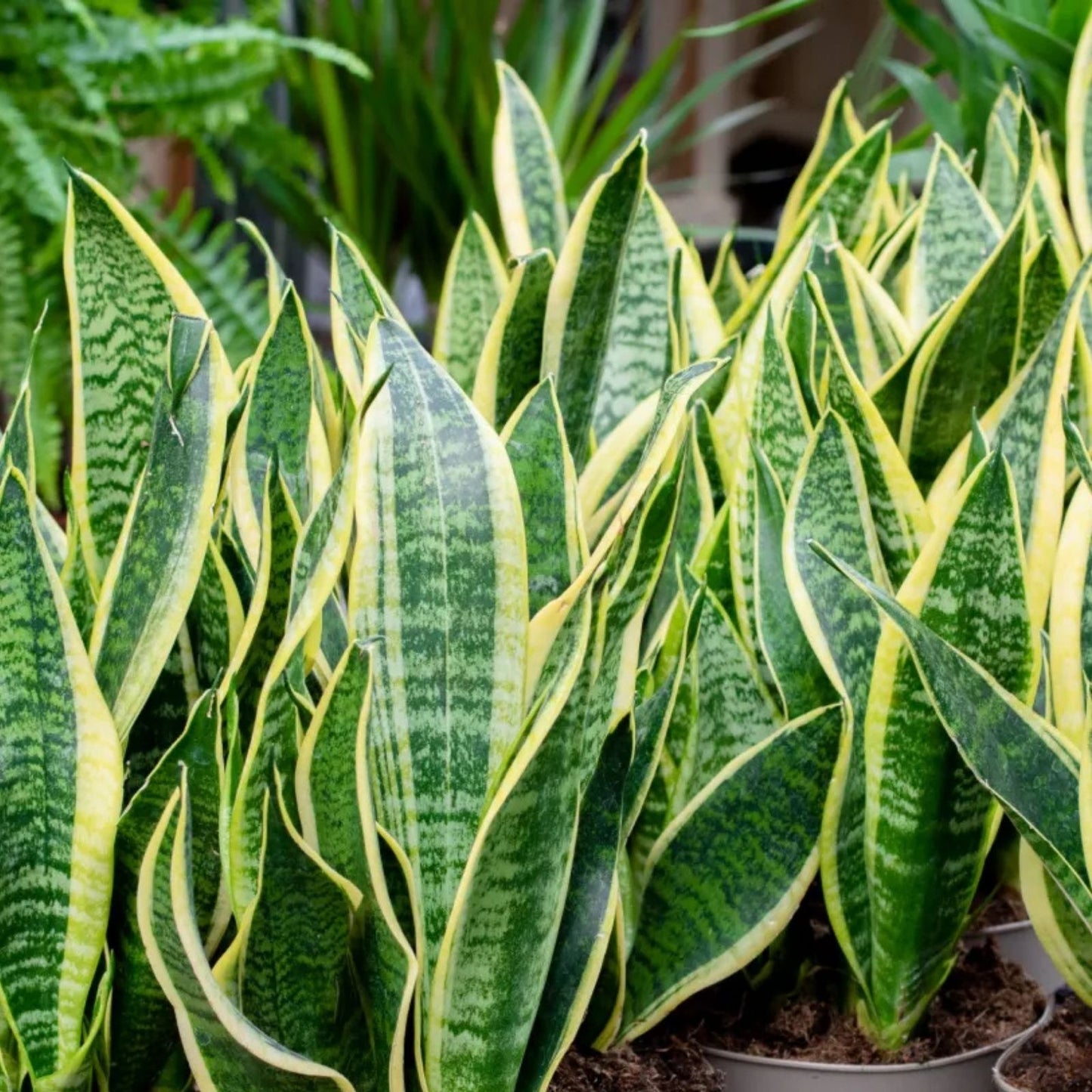 Fernwood Snake Plant Cuttings – 3 Unrooted Sansevieria Clippings for Indoor Gardening & Home Decor