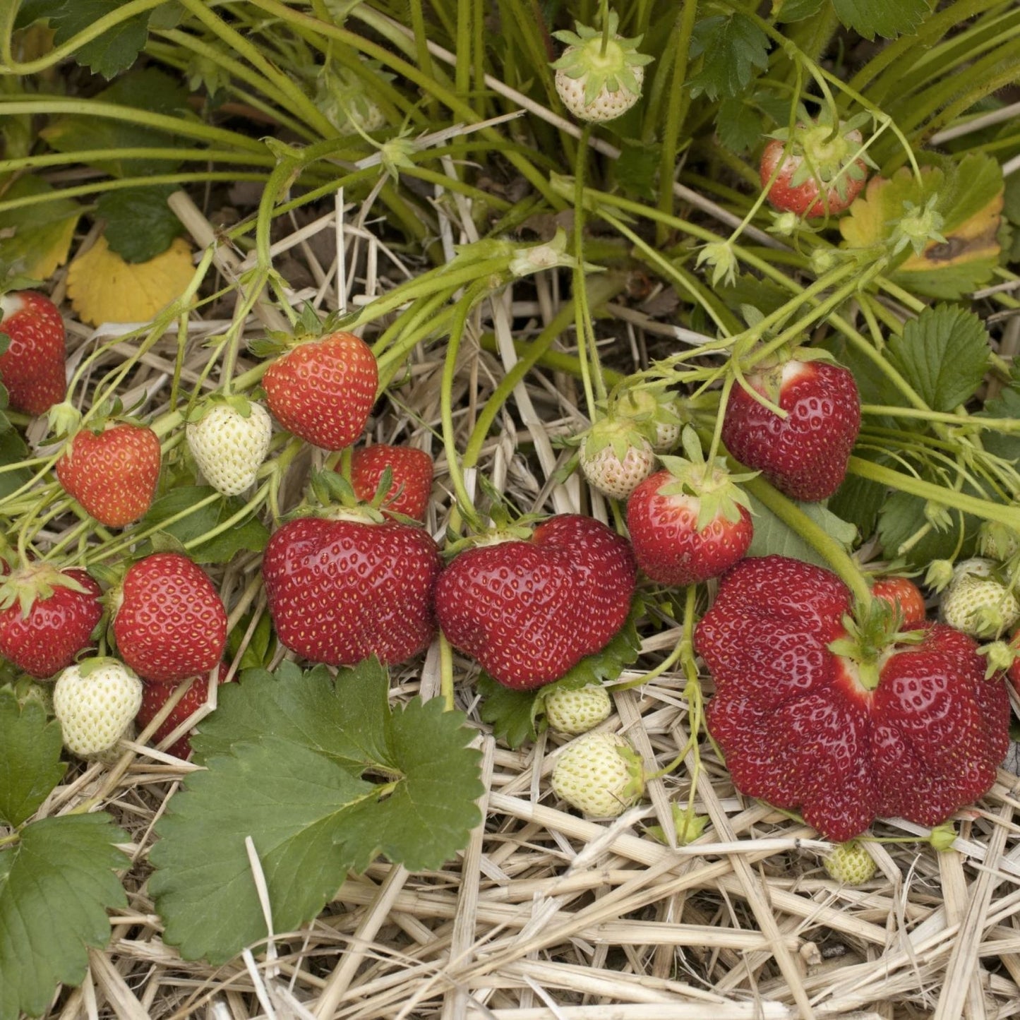 Jewel Strawberry Plants Bare Root Everbearing Fragaria x ananassa High Yield Sweet Flavor Home Garden