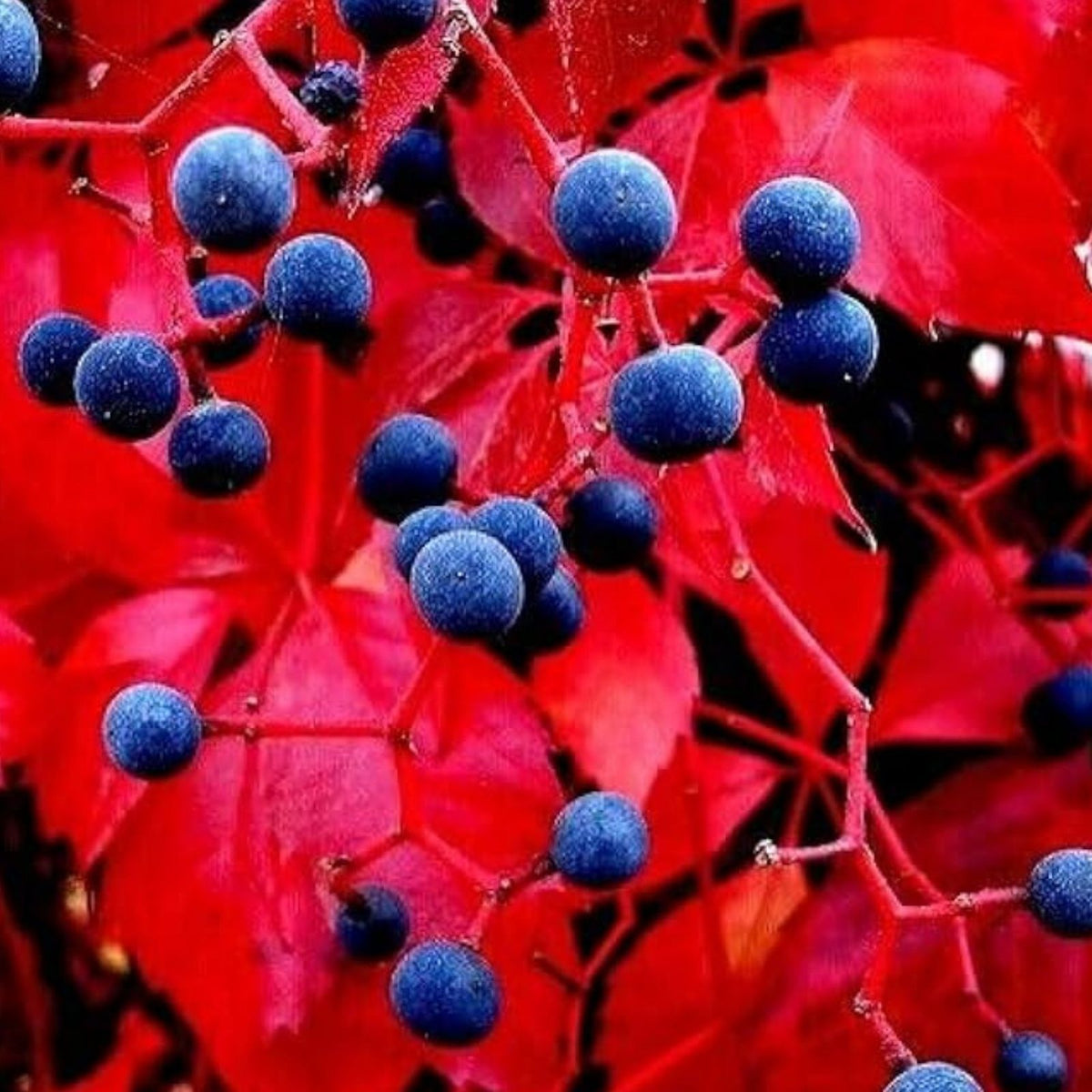 Virginia Creeper Seeds - 50+ Parthenocissus quinquefolia Fast-Growing Climbing Vine for Gardens