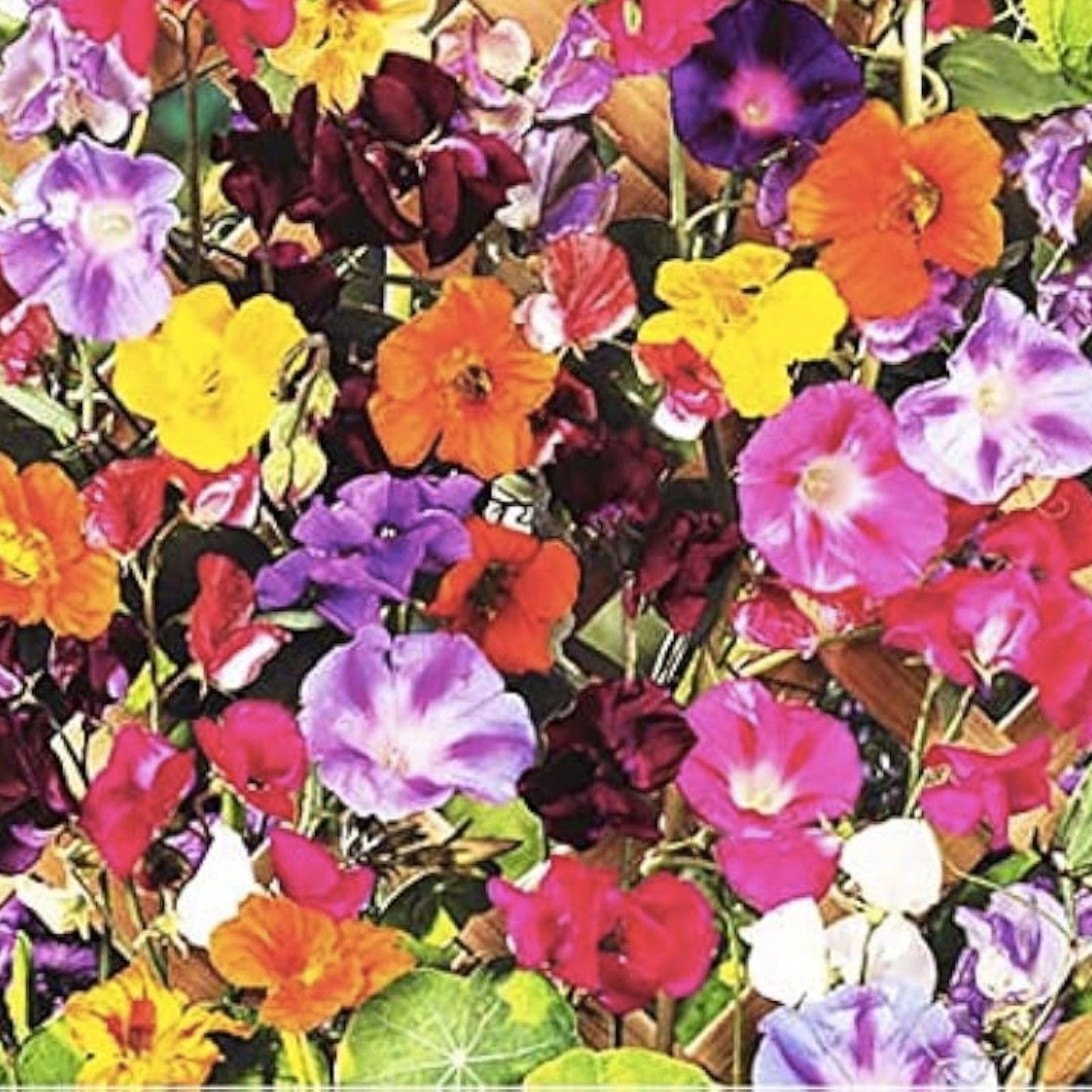 Climbing Vine Seeds Mix - 200 Seeds - Morning Glory, Nasturtium, Black Eyed Susan, Sweet Pea - Garden Variety