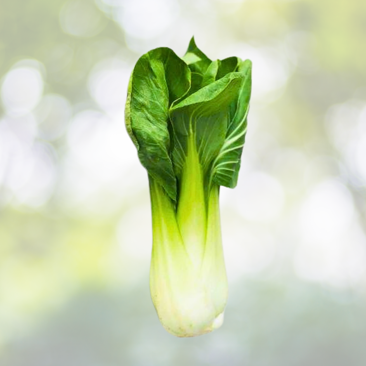 1000pcs Chinese Cabbage Seeds - Heirloom Organic Non-GMO 'All Year Round' Seeds - Brassica rapa