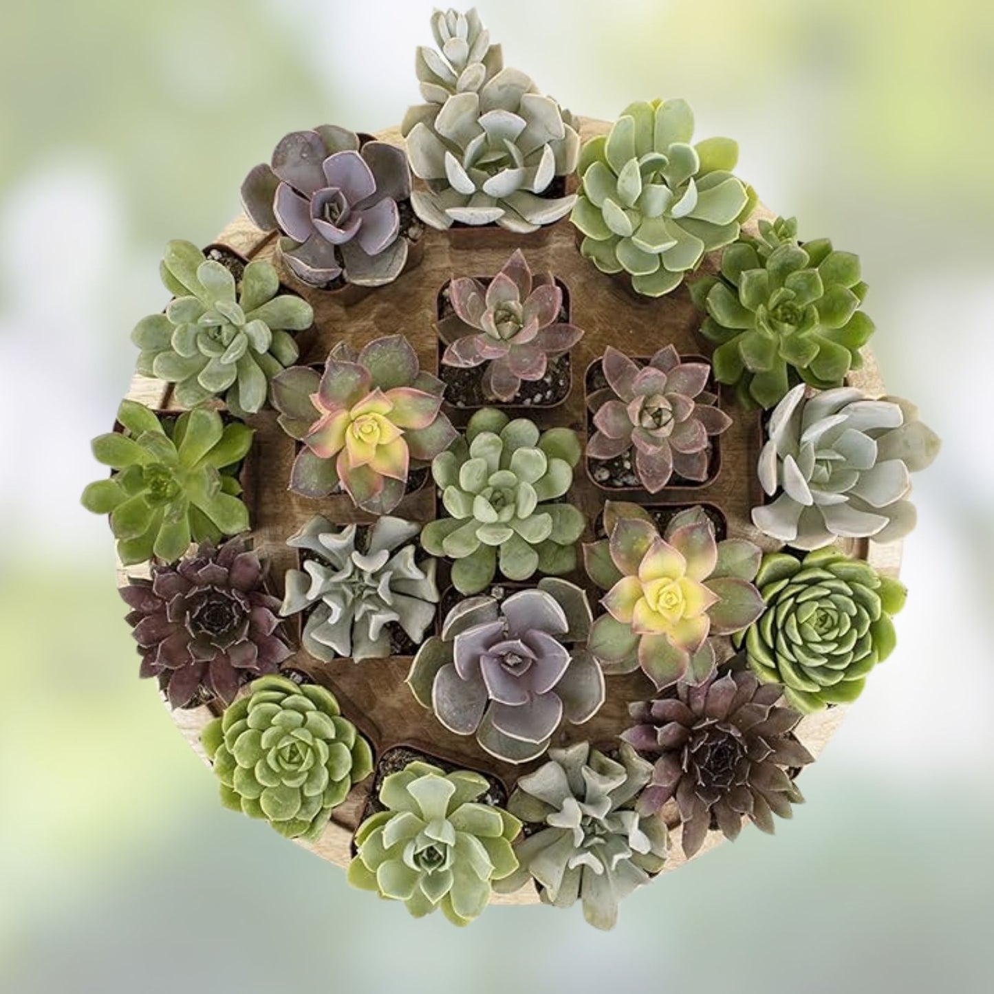 Assorted Leaf Rooted Succulent Plants - 20 Varieties - Unique Collection for Home and Garden Decor